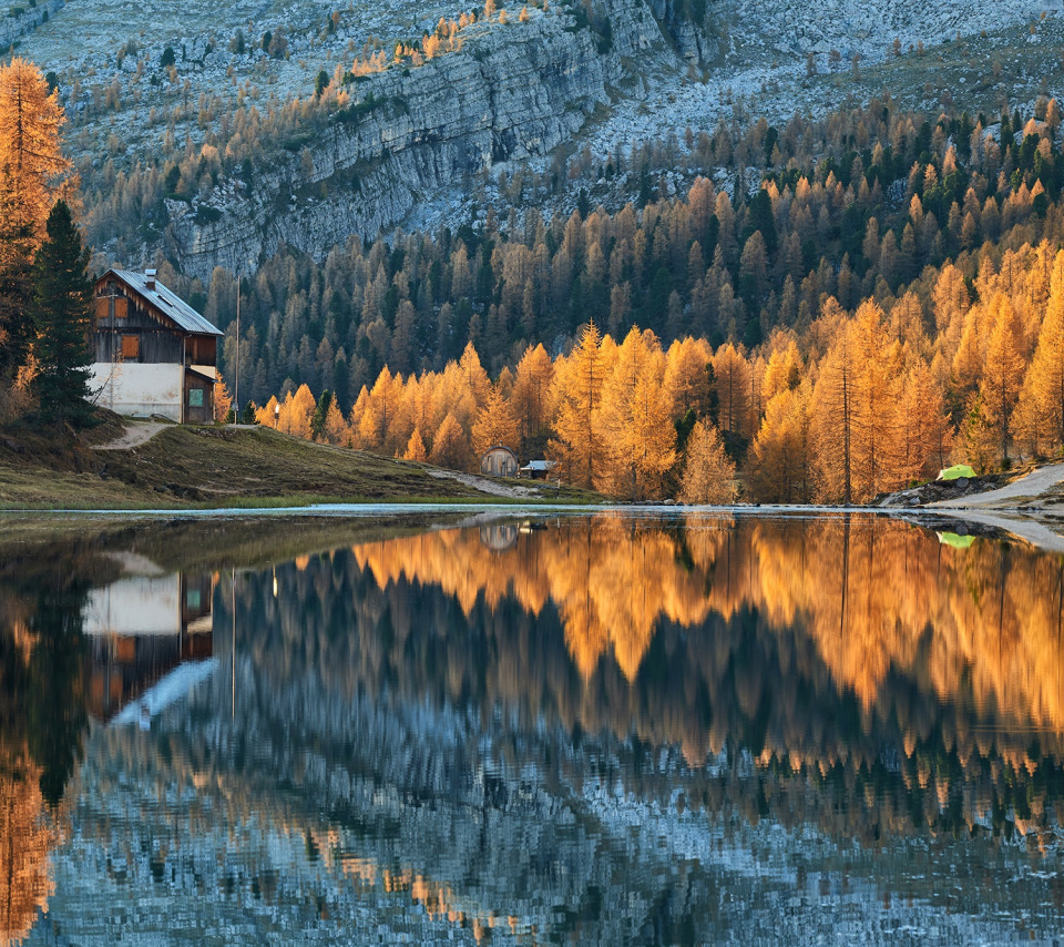 Download wallpaper forest, trees