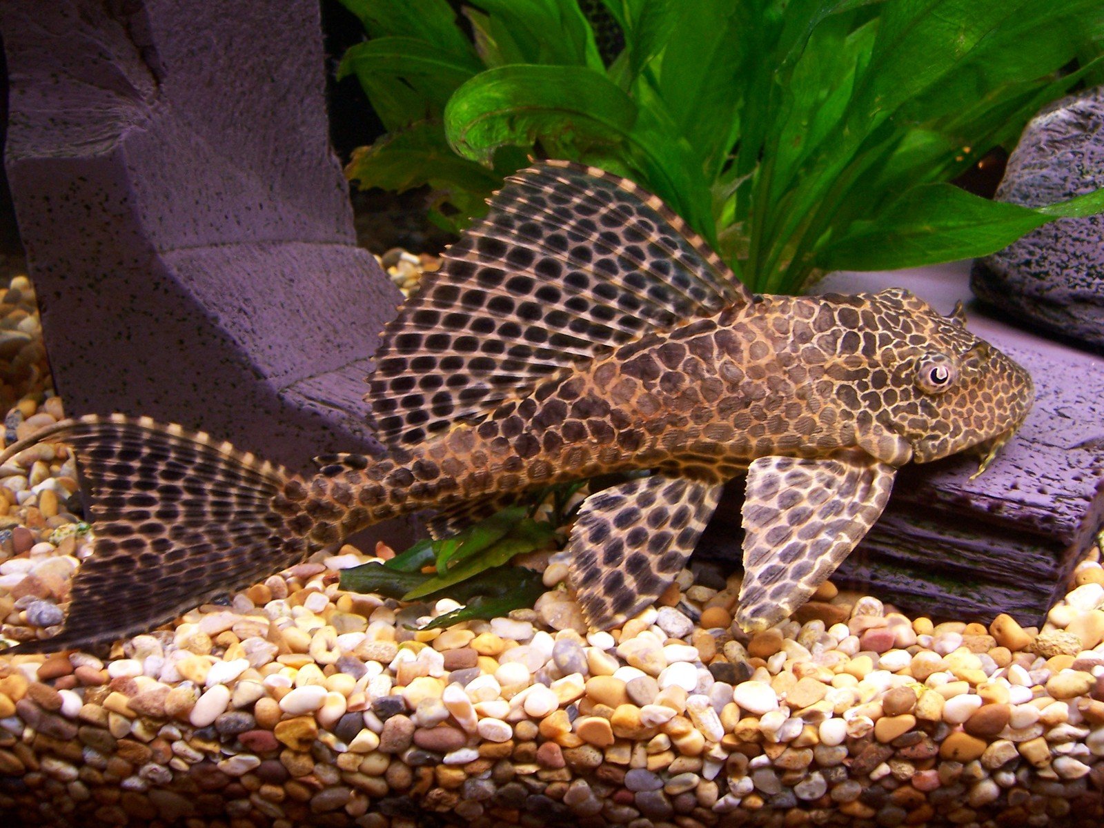 Plecostomus 2 Free Photo Download