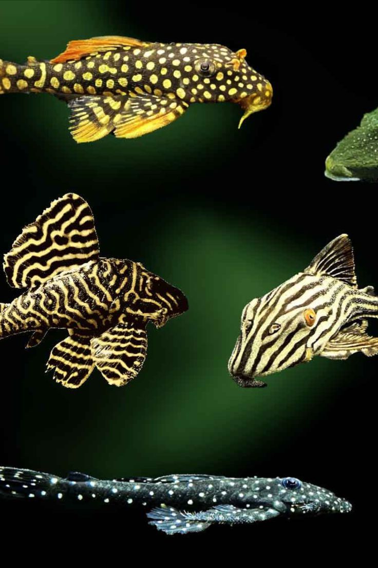 Pleco Wallpapers - Wallpaper Cave