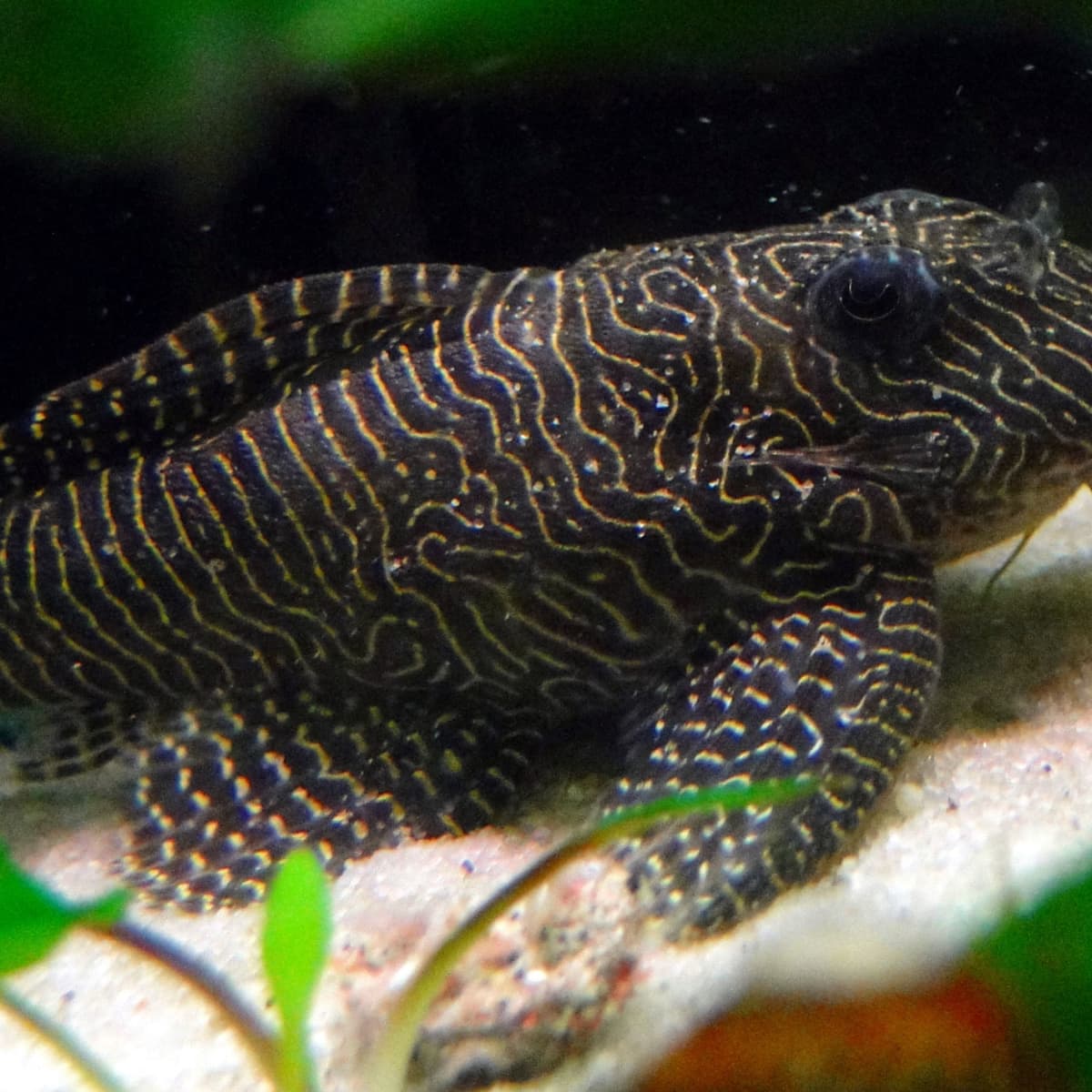 Pleco Wallpapers - Wallpaper Cave