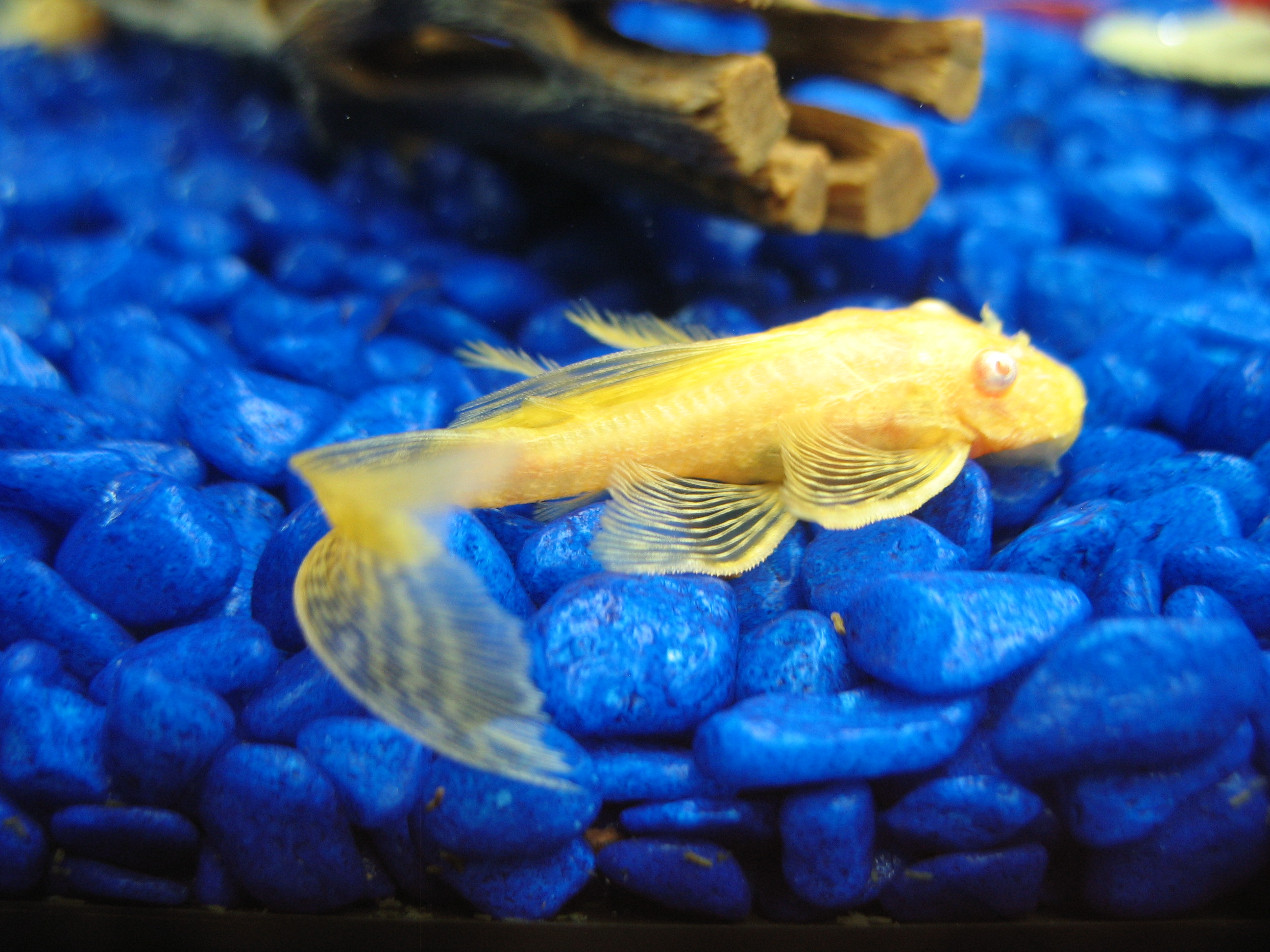 Longfin Albino Bristlenose Pleco photo