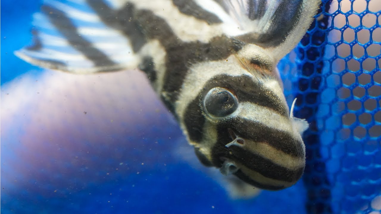 Pleco Wallpapers - Wallpaper Cave