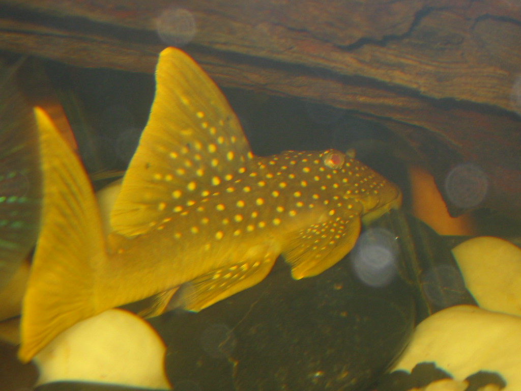 Pleco Wallpapers - Wallpaper Cave