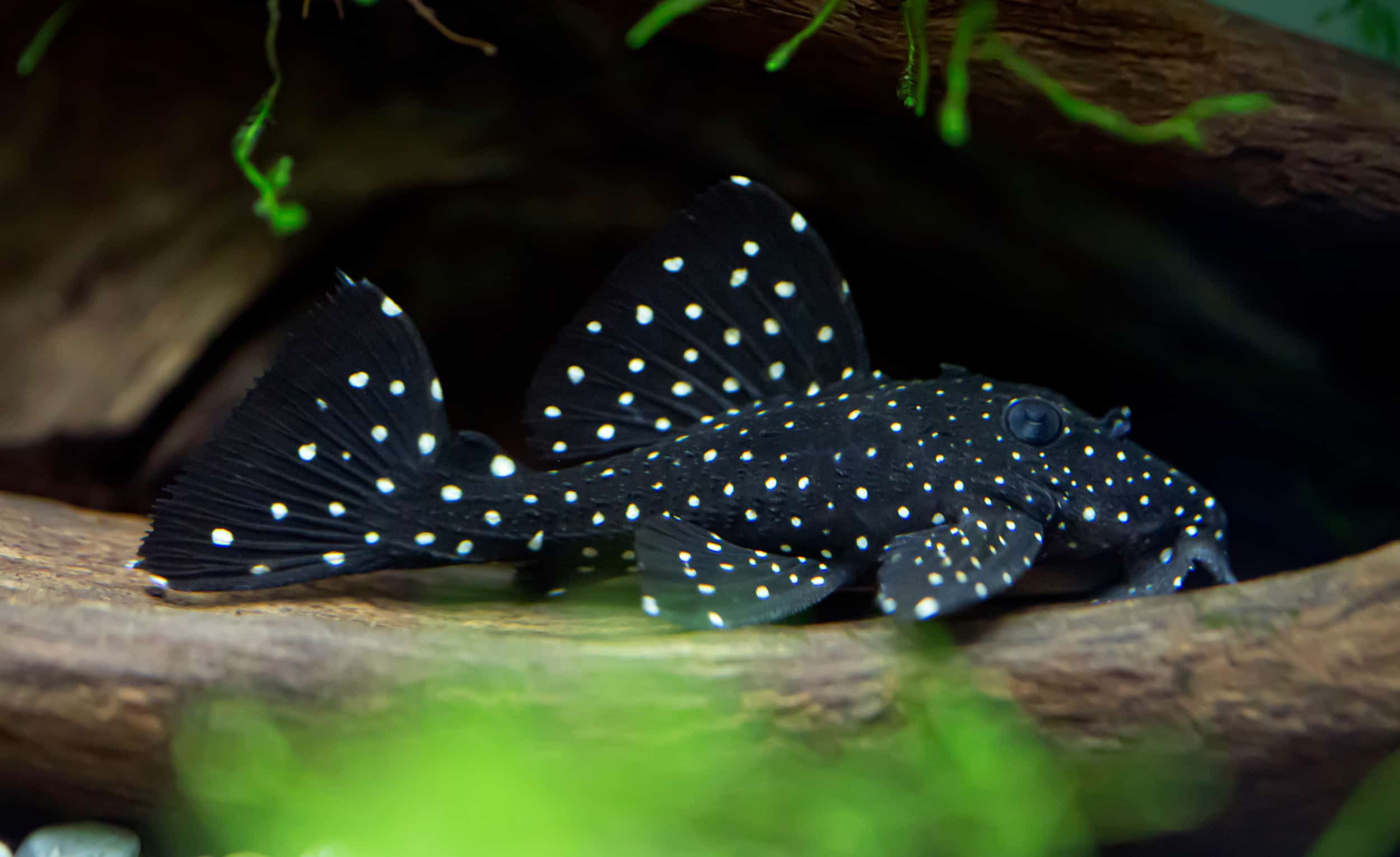Pleco Wallpapers - Wallpaper Cave