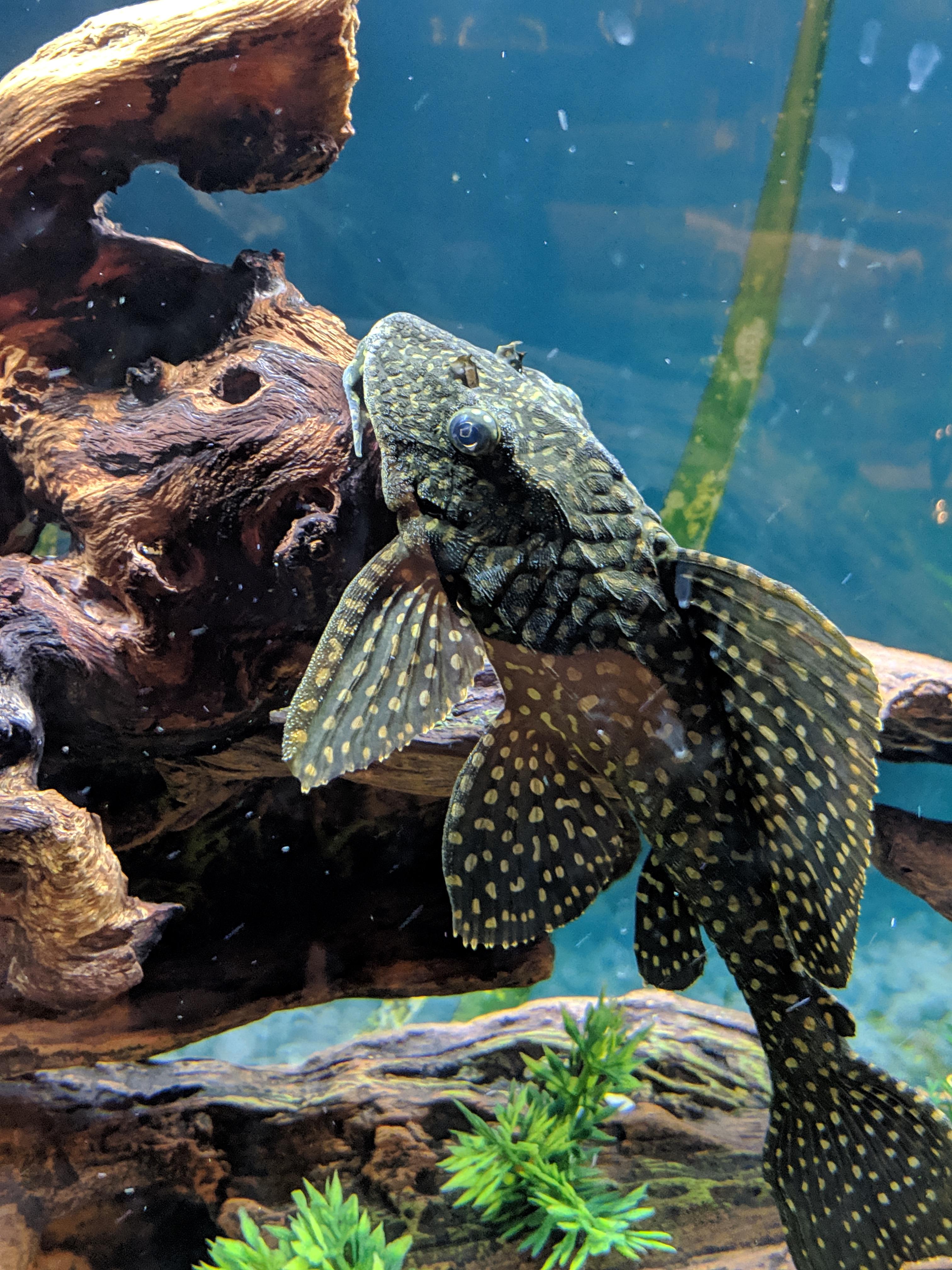 Pleco Wallpapers - Wallpaper Cave