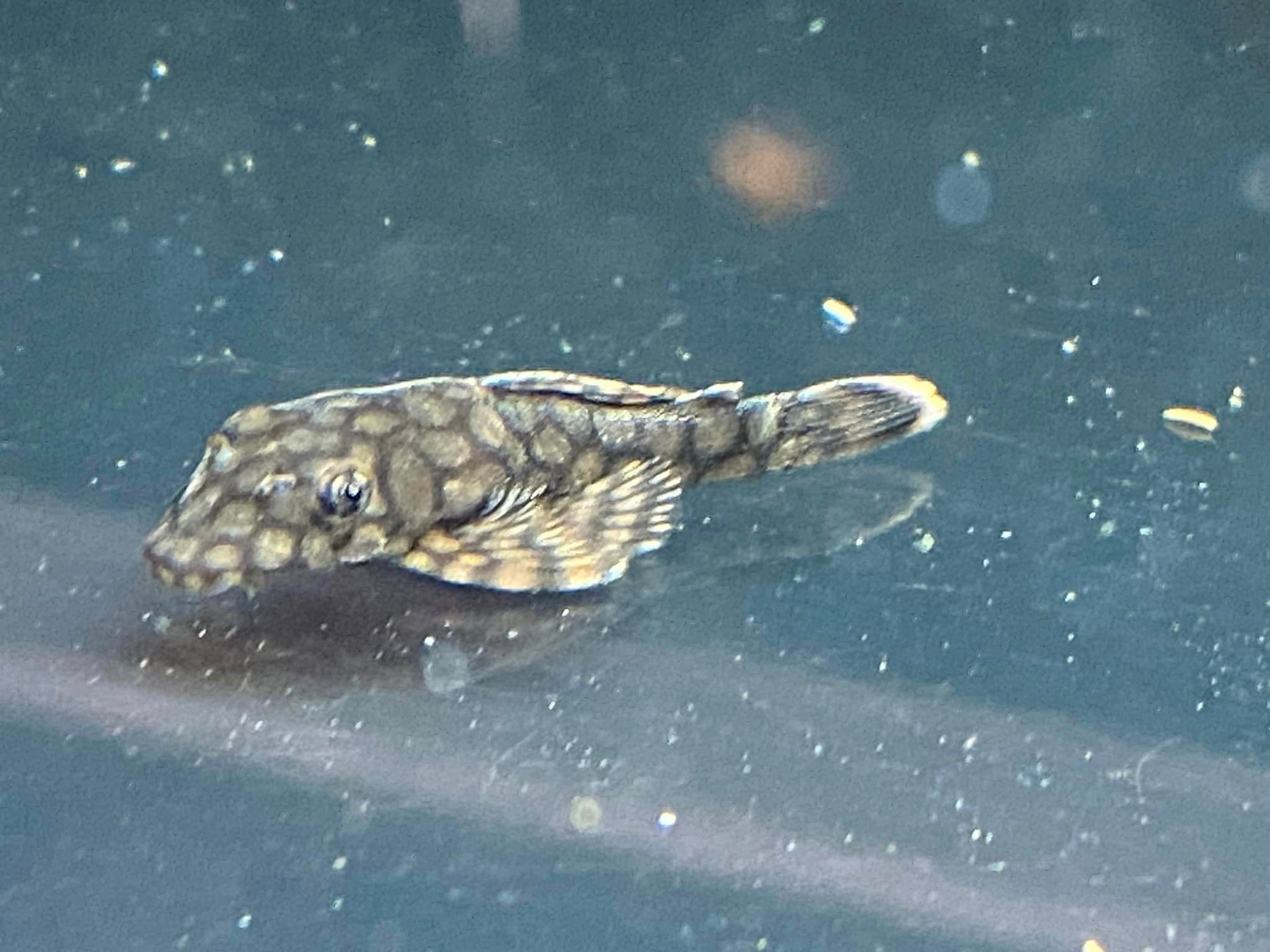 Pleco Wallpapers - Wallpaper Cave