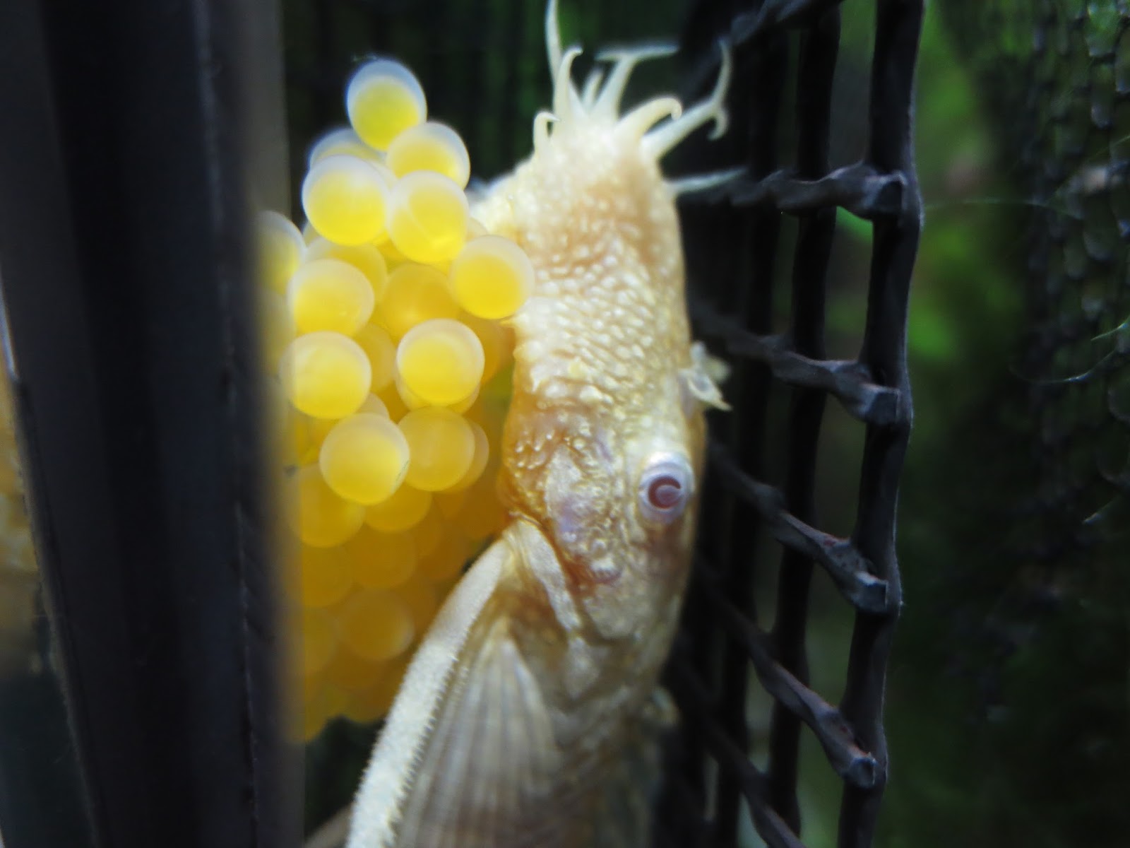 Albino Bristlenose Pleco Eggs and Babies!