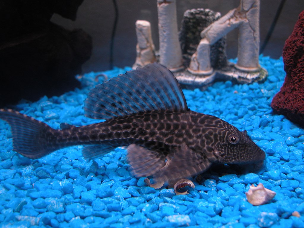 Pleco 5 6 Hypostomus L 109