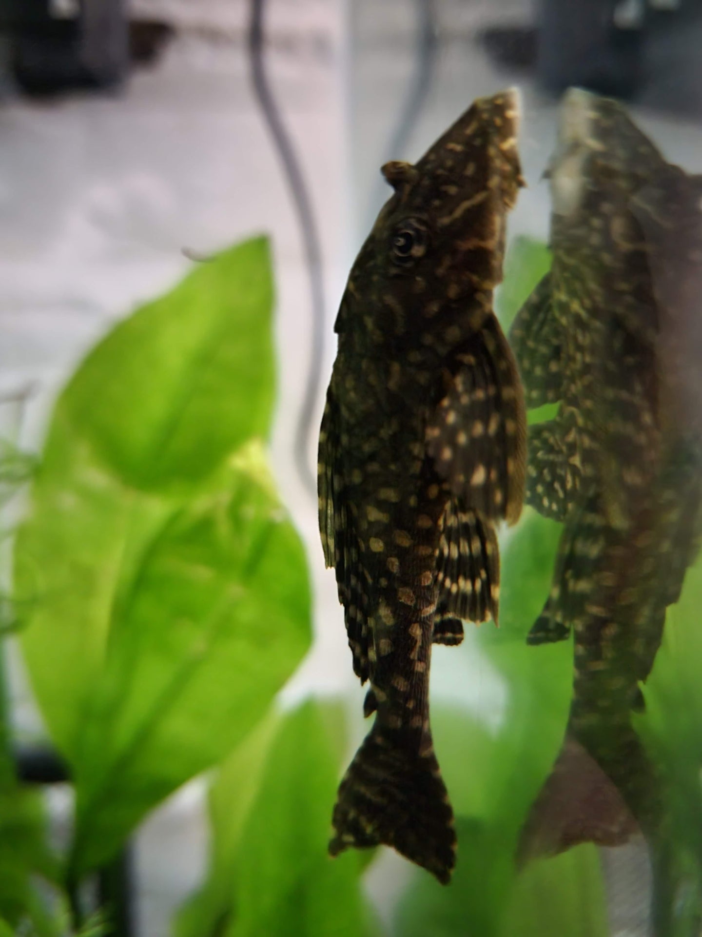 Pleco Wallpapers - Wallpaper Cave