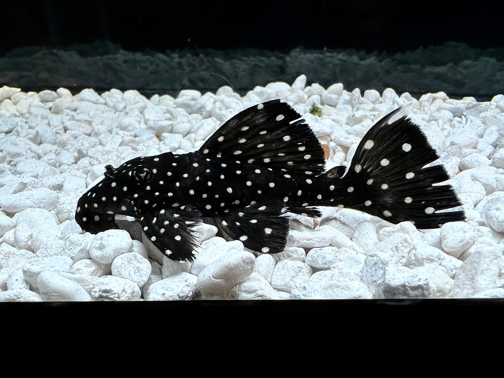 Pleco Wallpapers - Wallpaper Cave