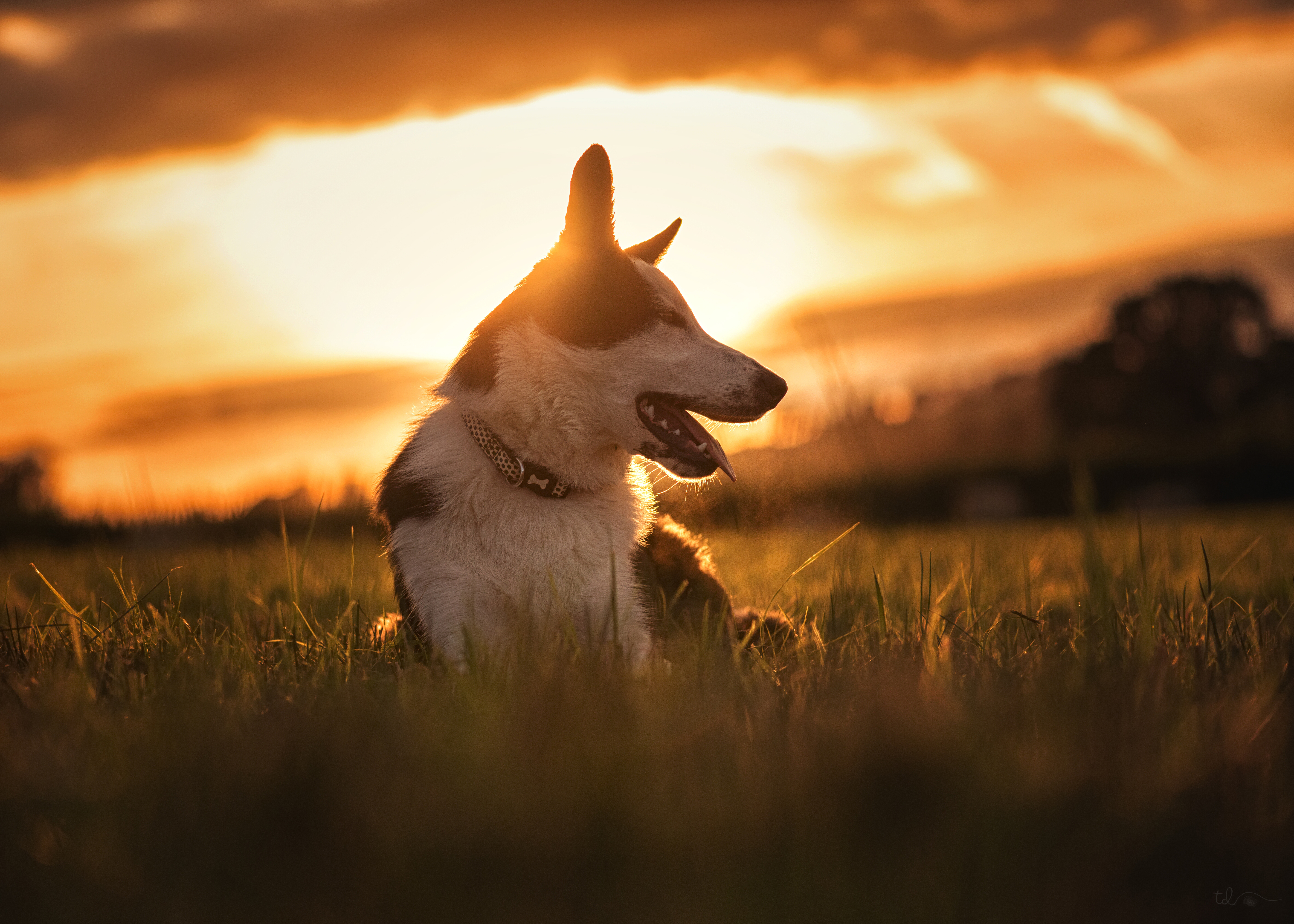 Animal Border Collie 4k Ultra HD Wallpaper