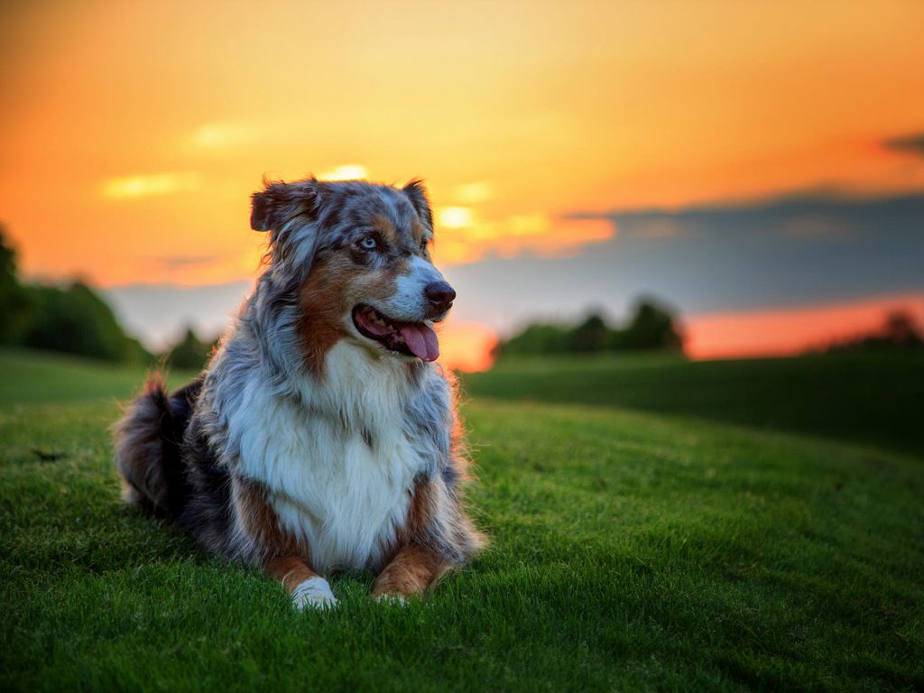 Download wallpaper 1024x768 australian