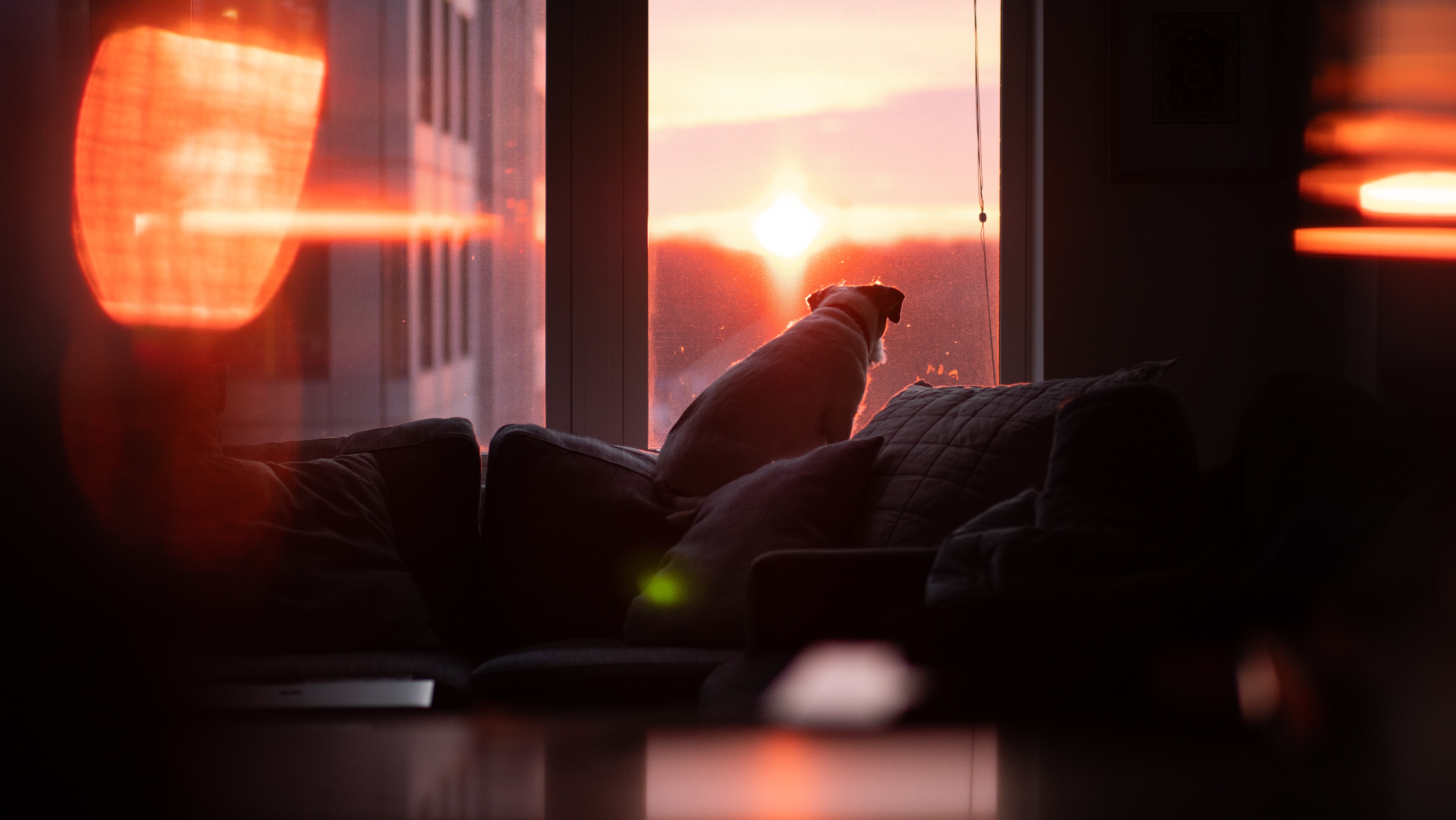Dog Watching Sunset 5k Wallpaper, HD