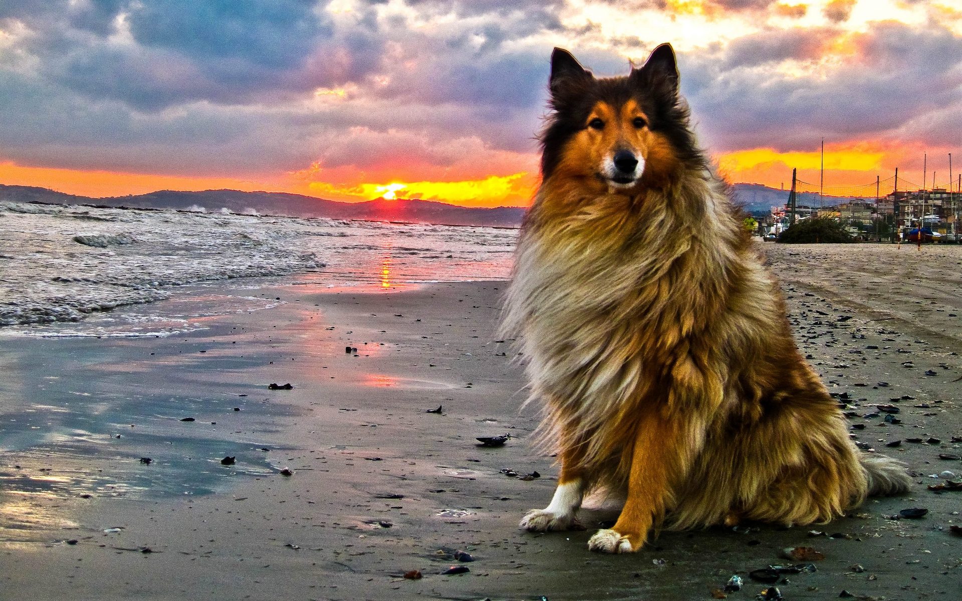 Collie Rough dog at the sunset photo