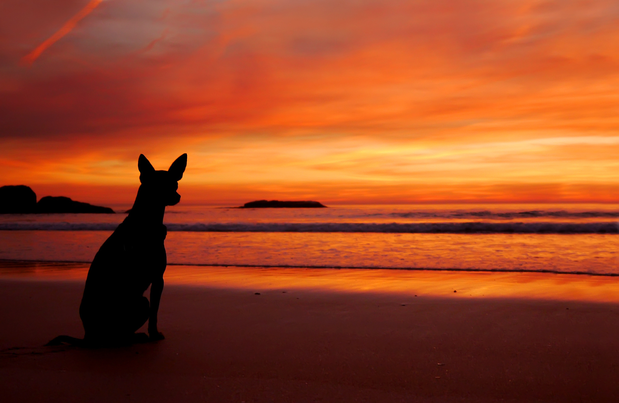 picture. sea, the beach, sunset, dog