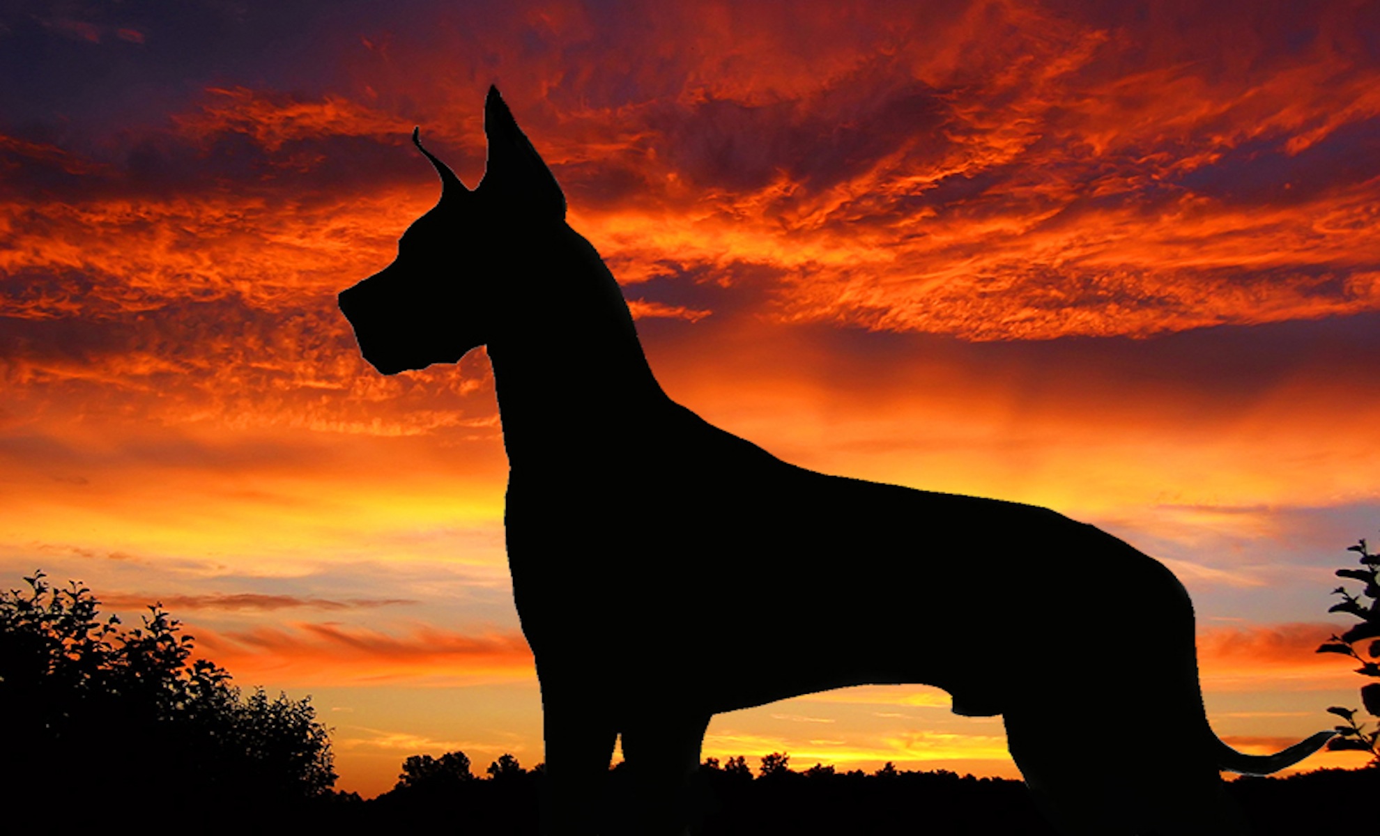 Sunset, Silhouette, Dog, Animal, Great