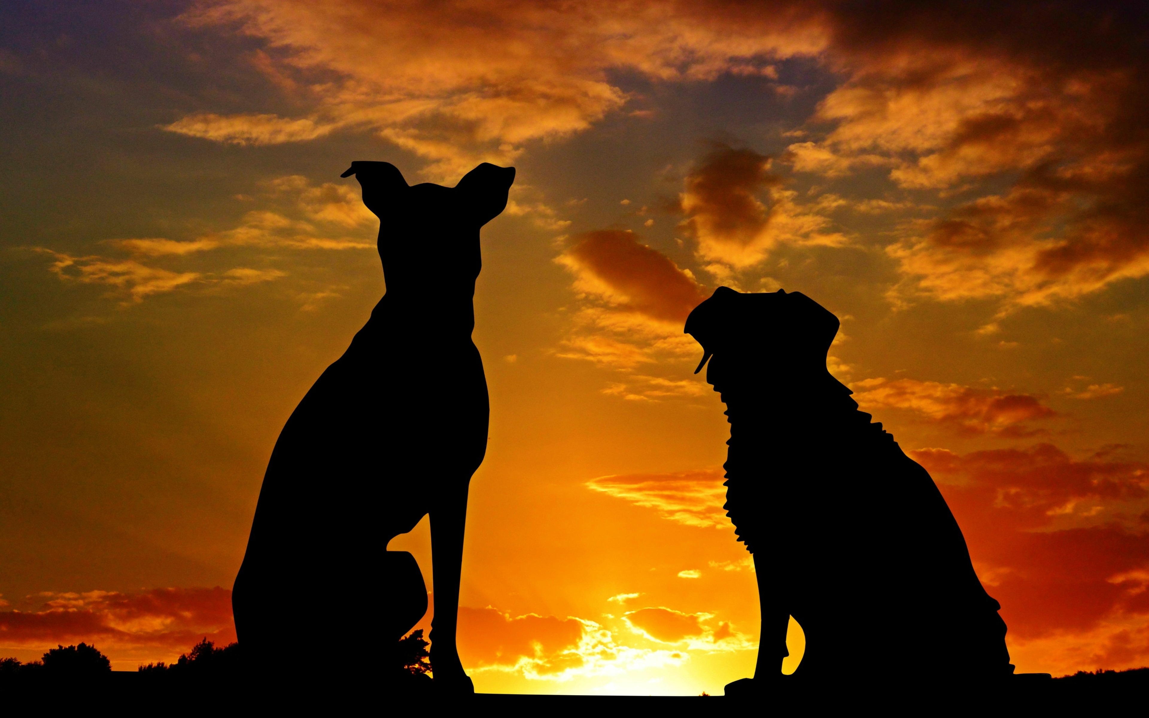 Dogs Silhouette 4k 4K , HD 4k