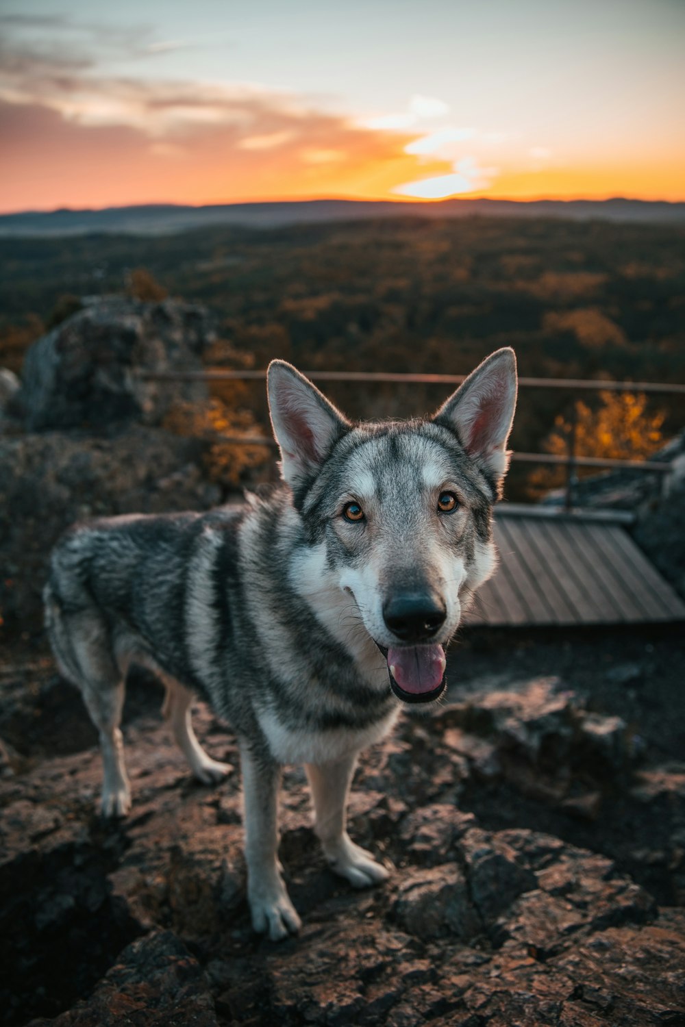 dog standing on a rocky hillside photo