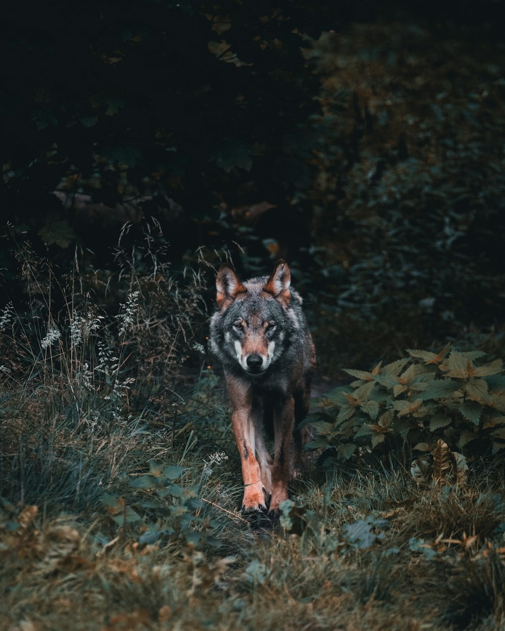 Wolf Wallpaper: Free HD Download