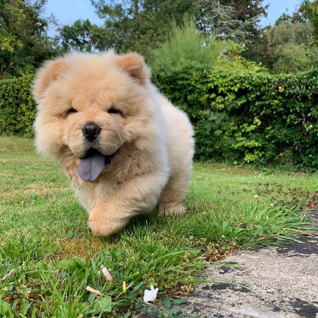 Cute Chow Chow Puppy. Chow dog breed