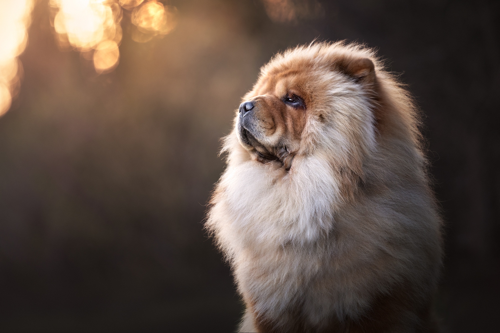 Chow Chow Wallpaper