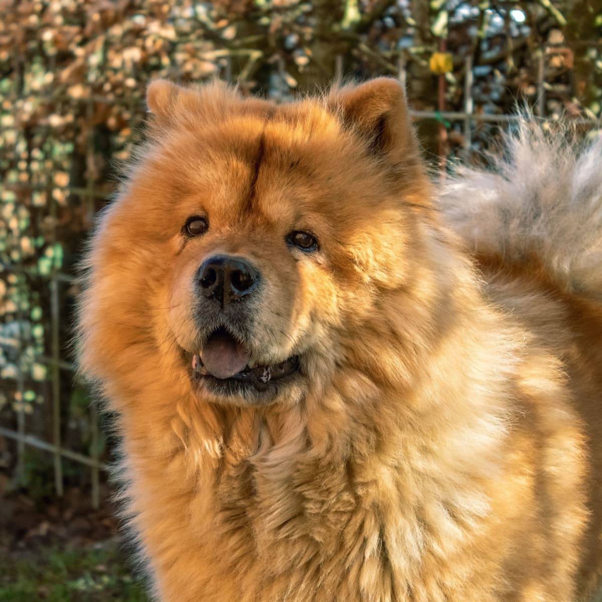The Chow Chow: A Wonderful and Loyal