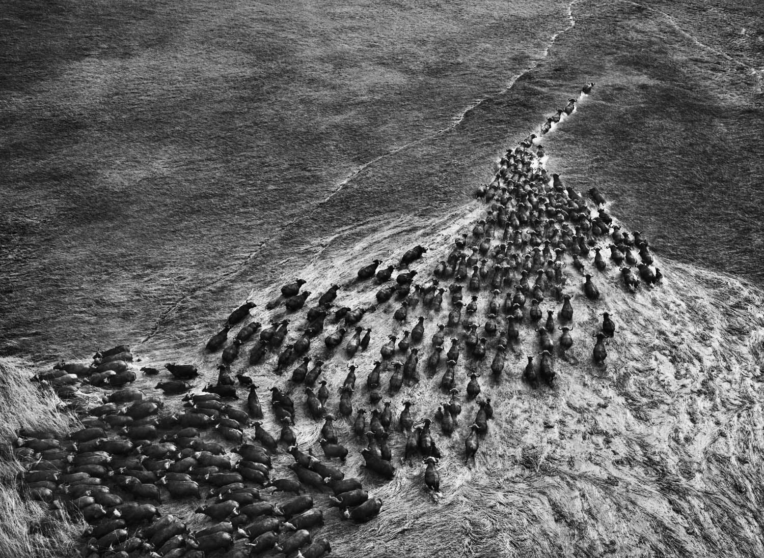 amazing photo of Sebastião Salgado
