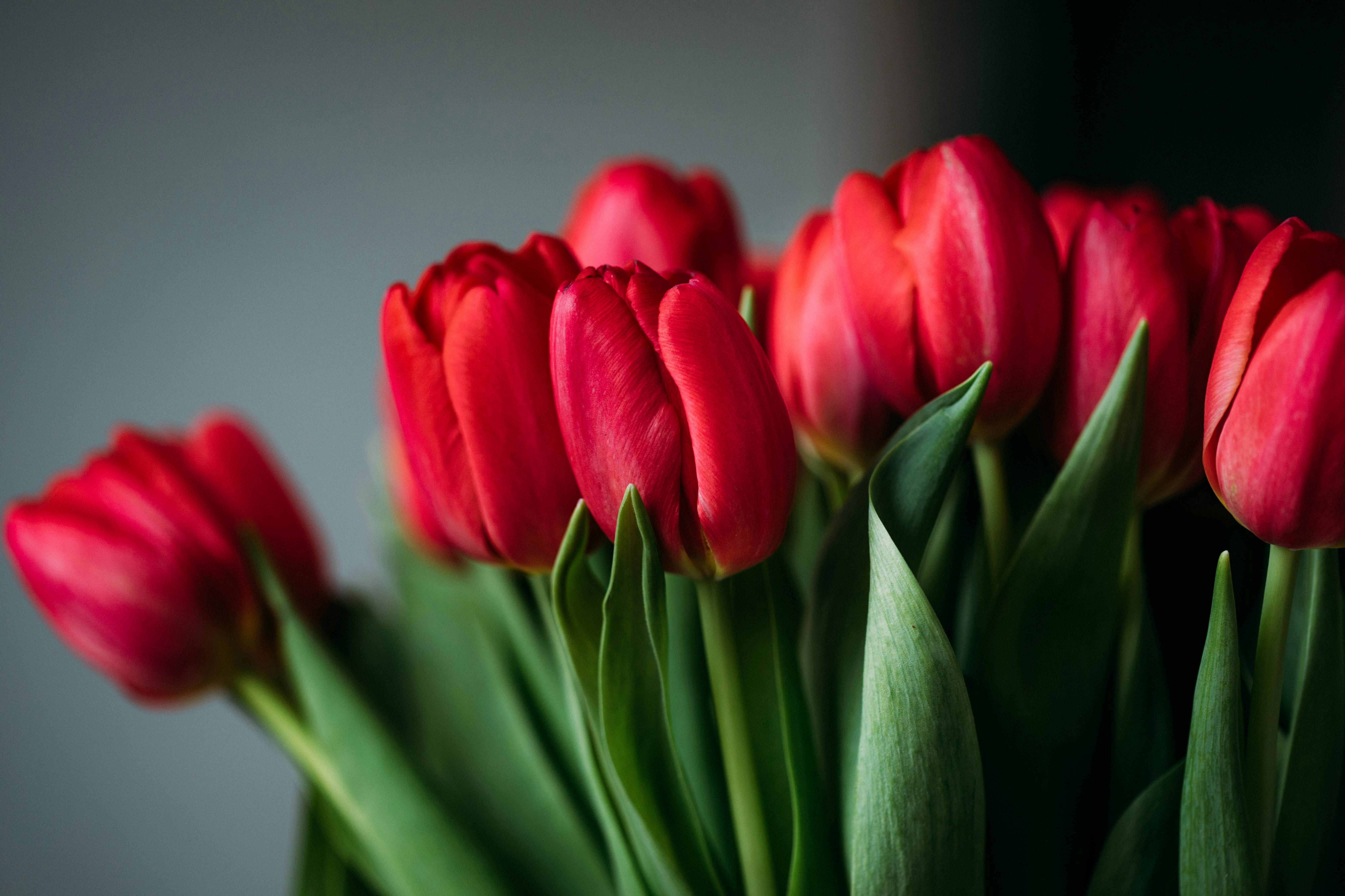 Tulips Photo, Download The BEST Free