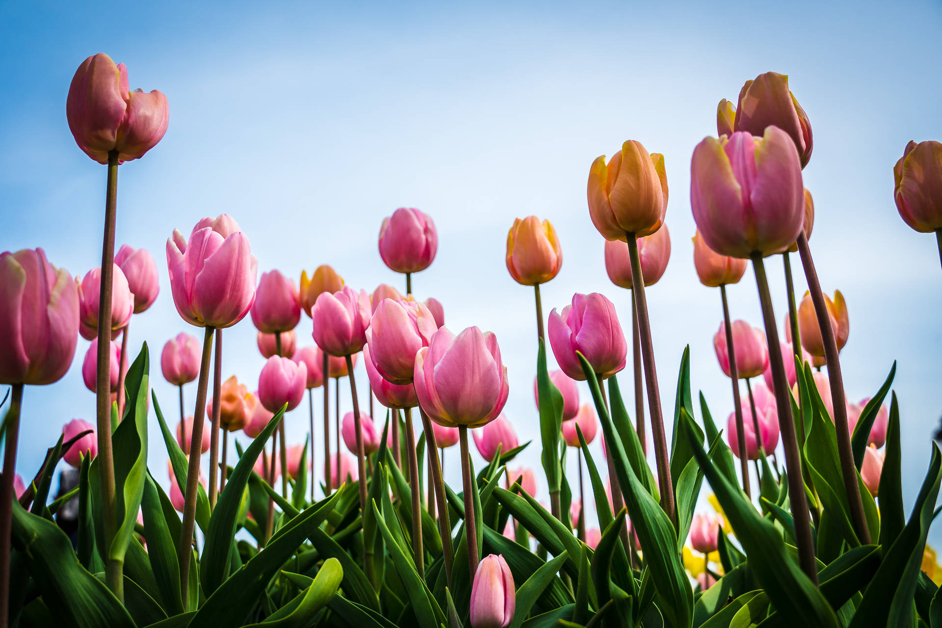 Tulip Flower Garden HD Wallpaper