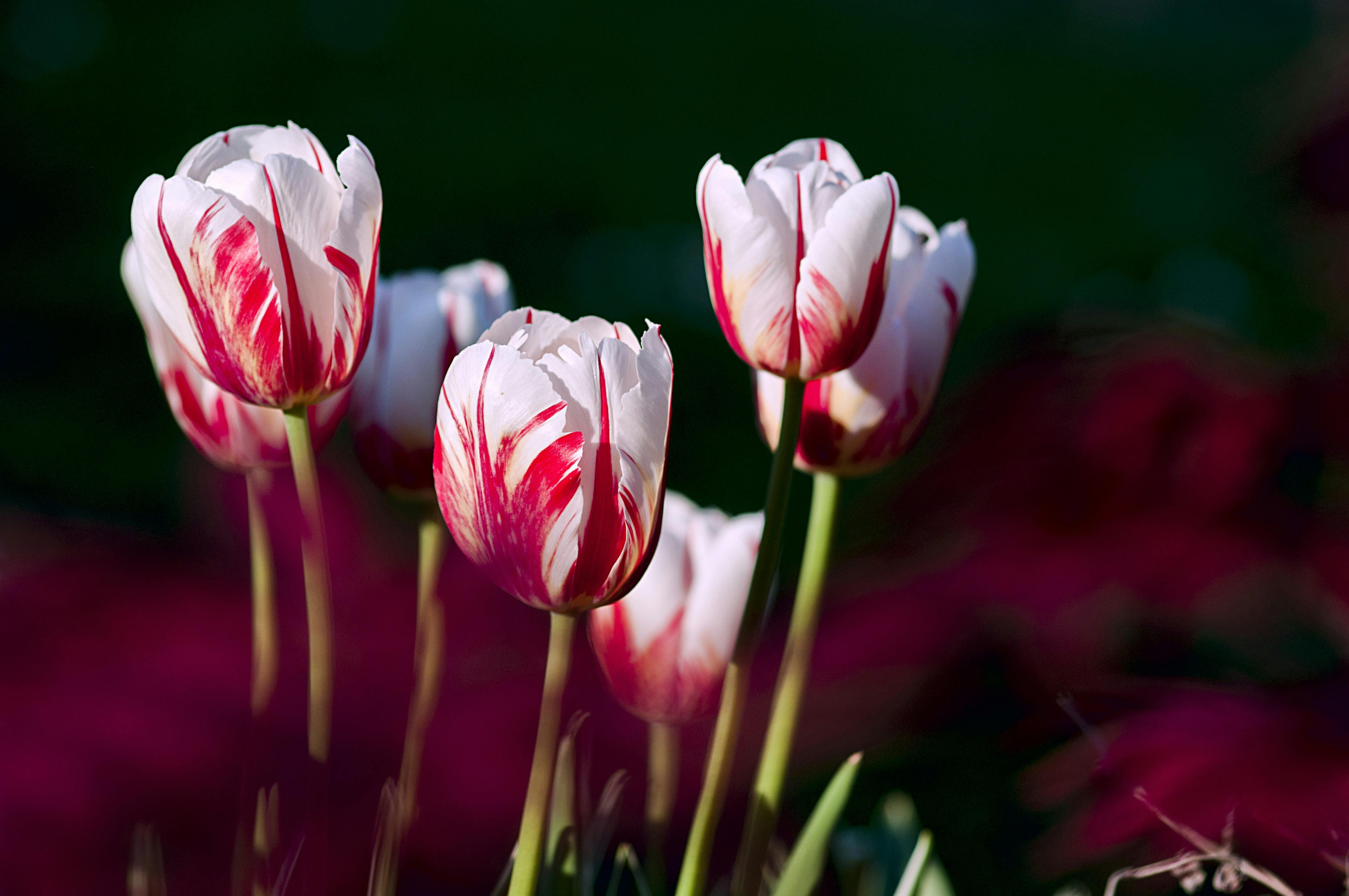 Tulips Photo, Download The BEST Free