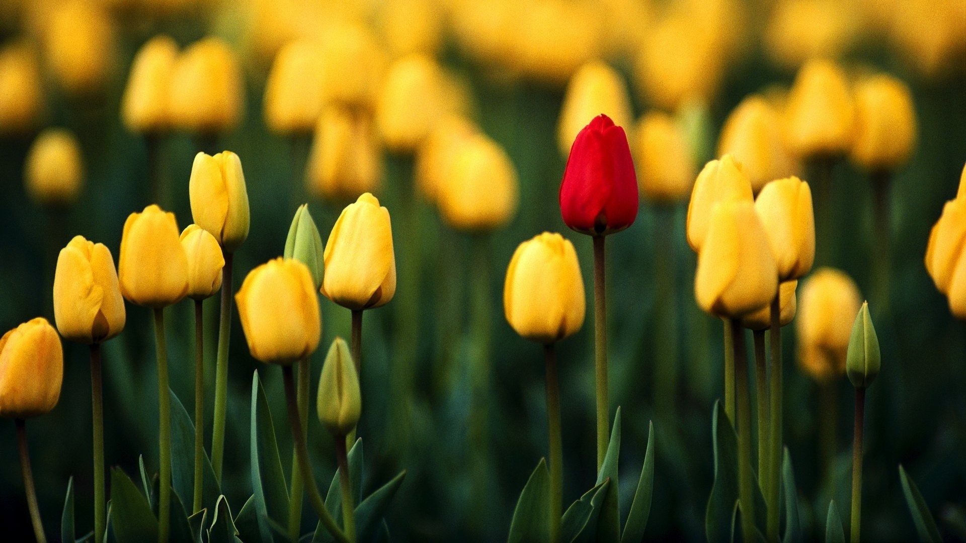 Tulips Wallpaper