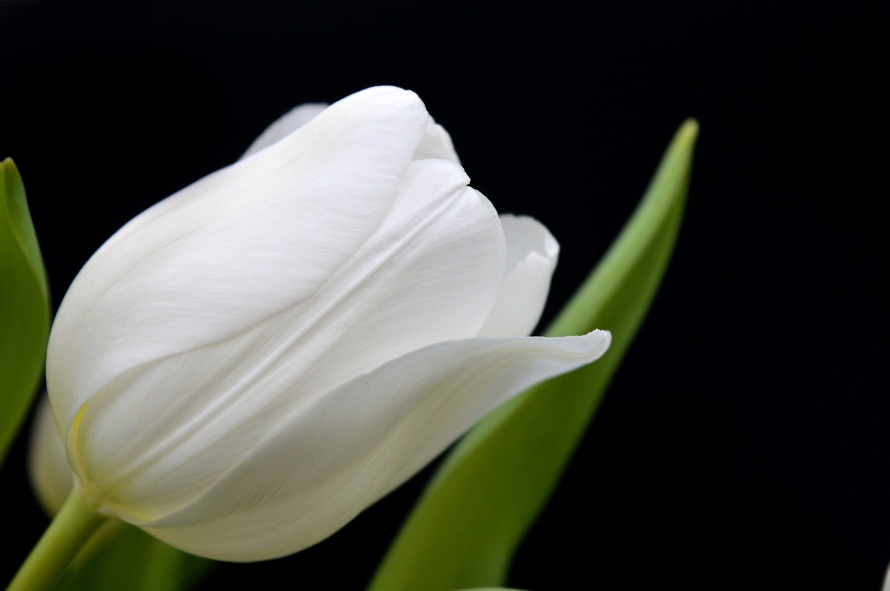 Free Tulip Wallpaper & Tulips Image