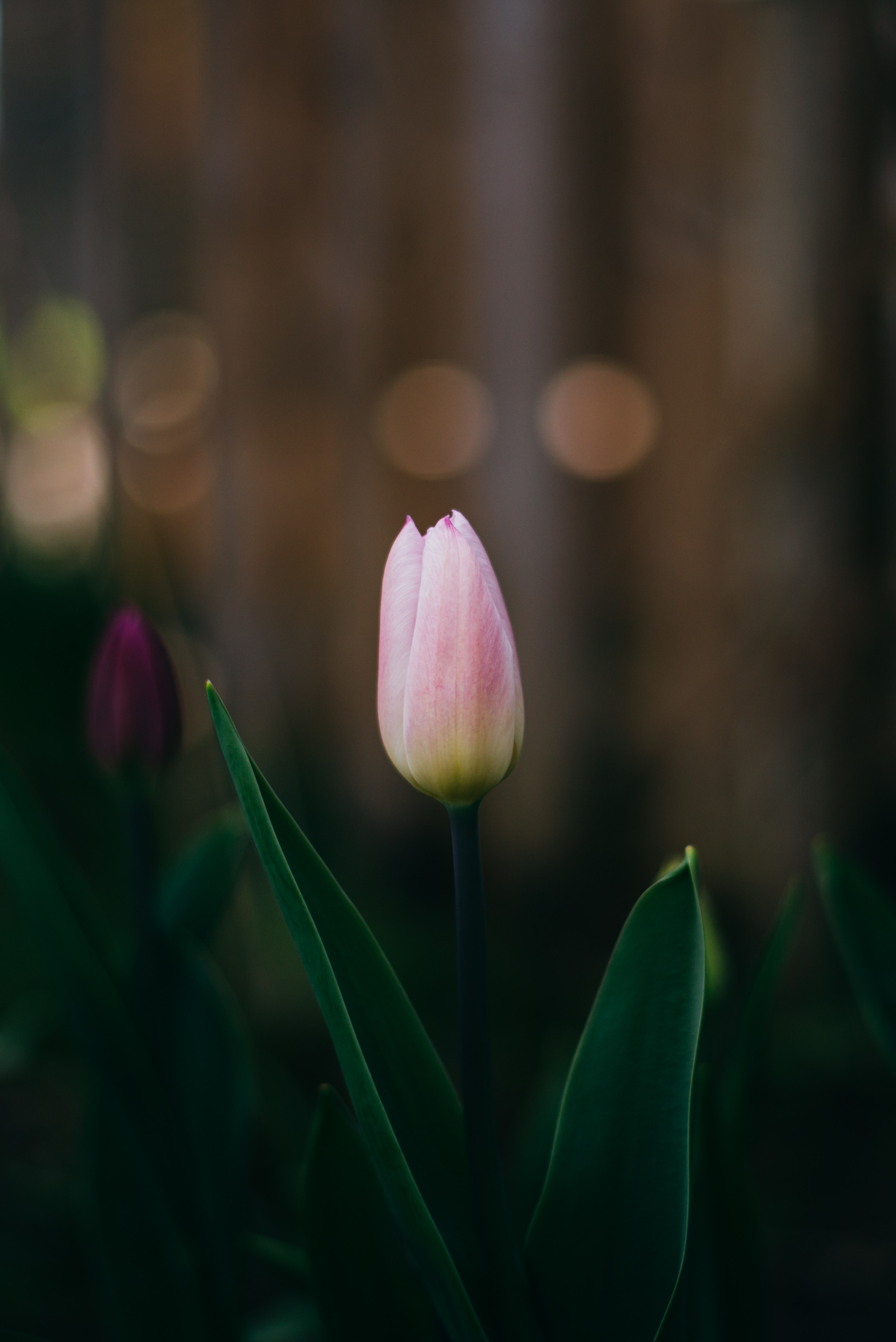 Download Tulip wallpaper for mobile