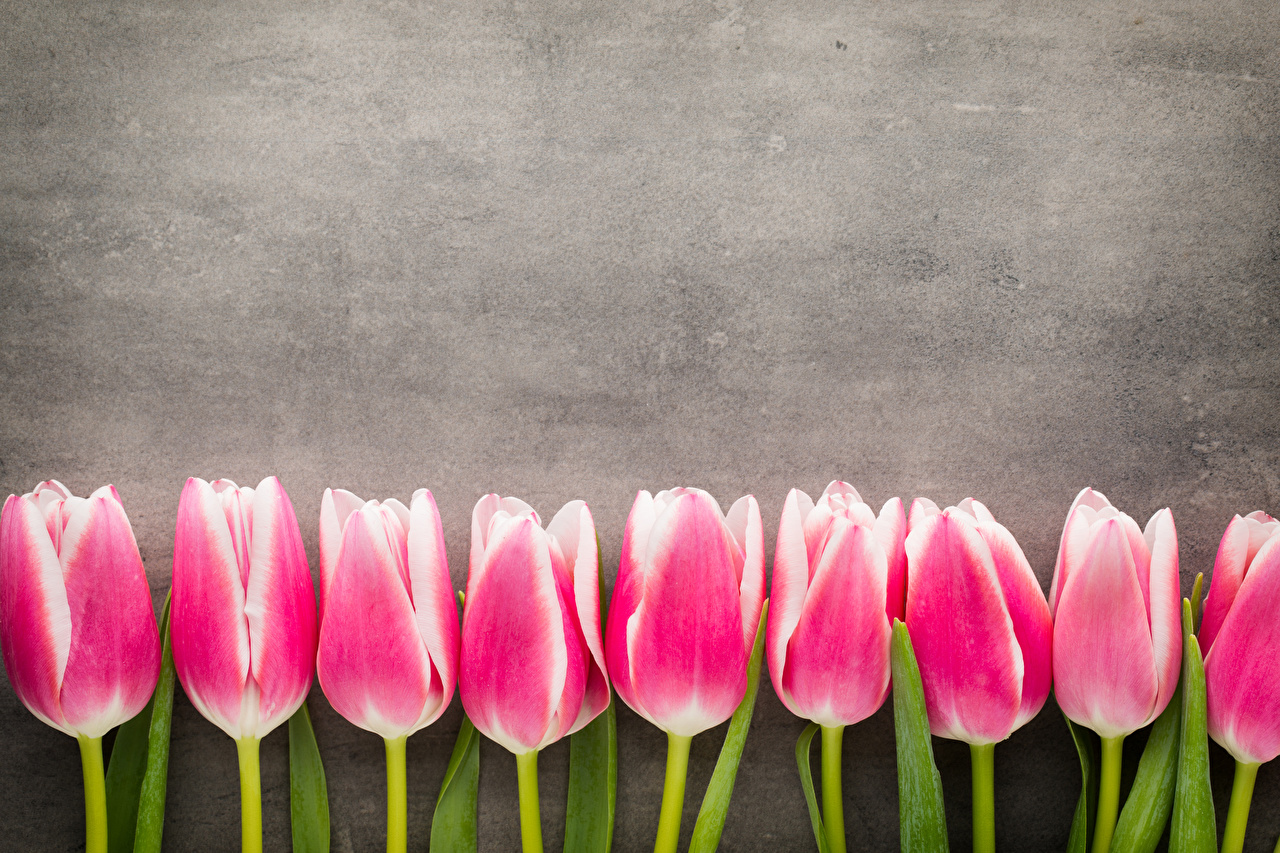 Desktop Wallpaper Tulips Pink color flower