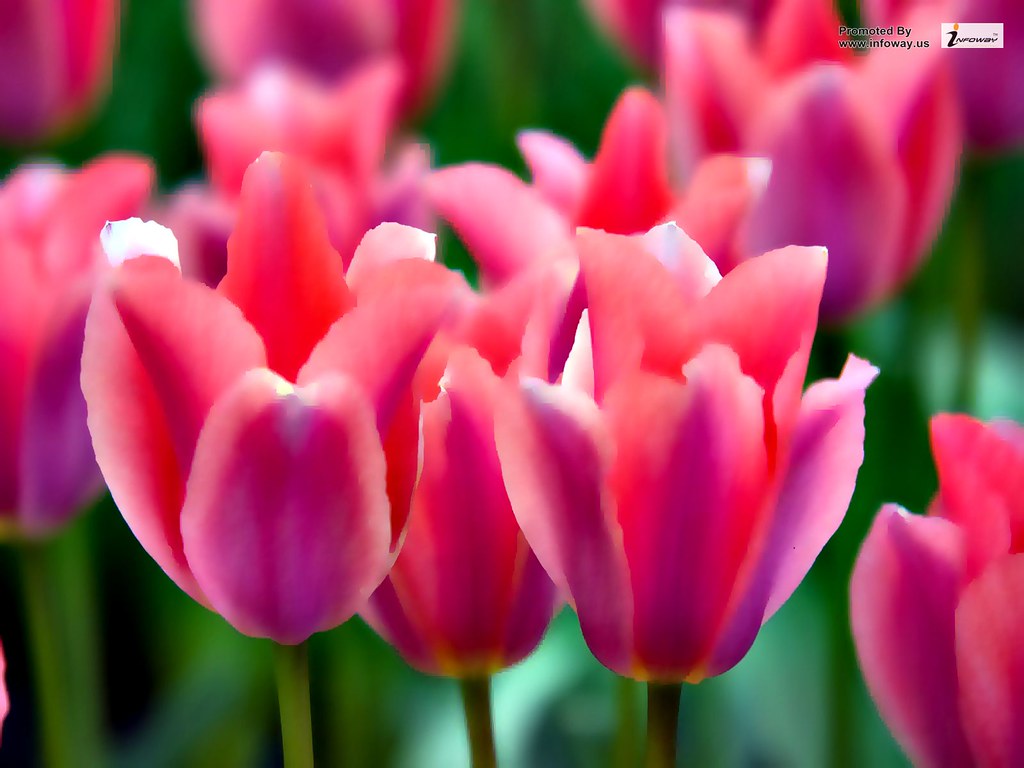Pink tulip flower Full HD wallpaper