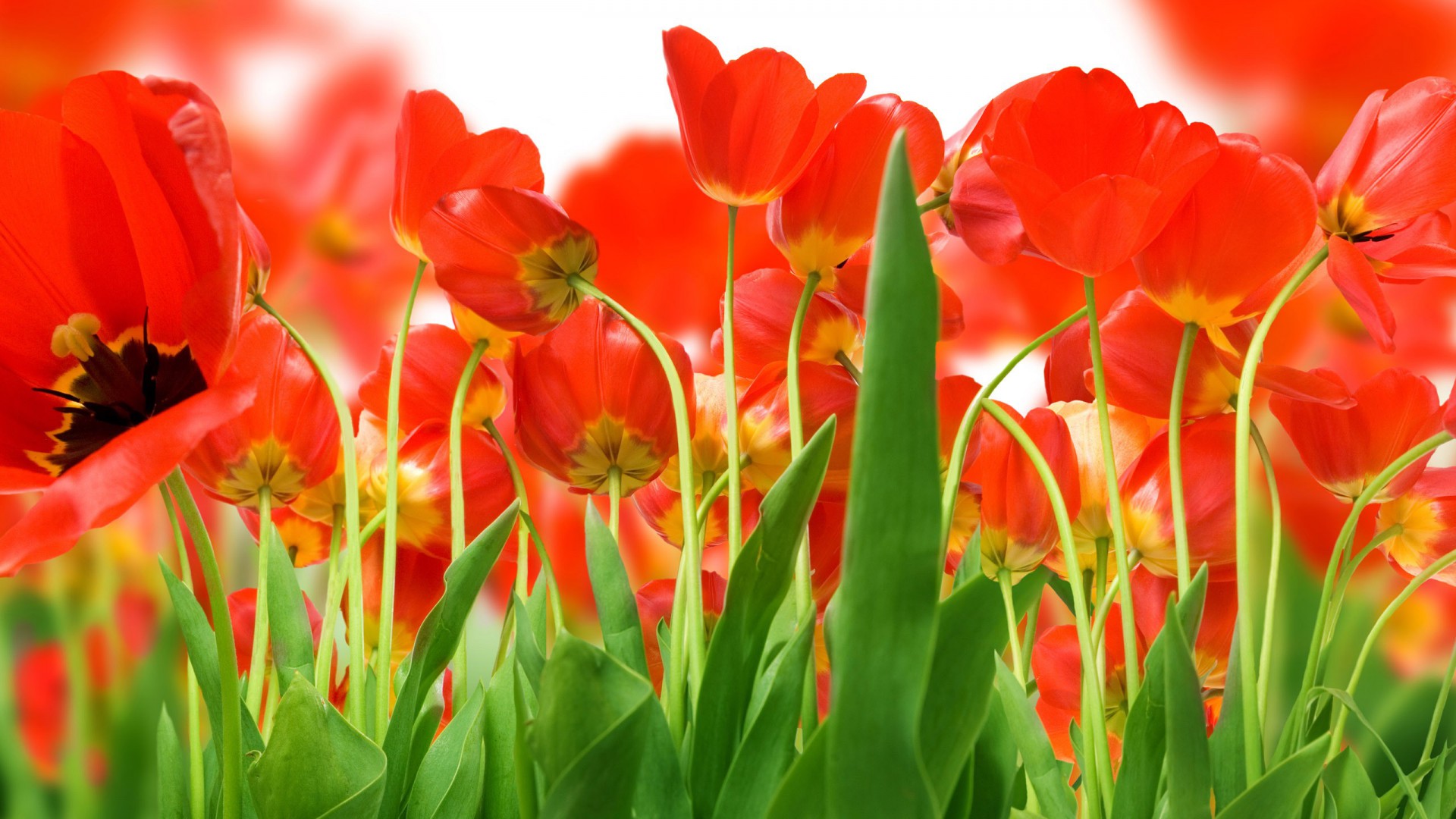 Tulips Wallpaper