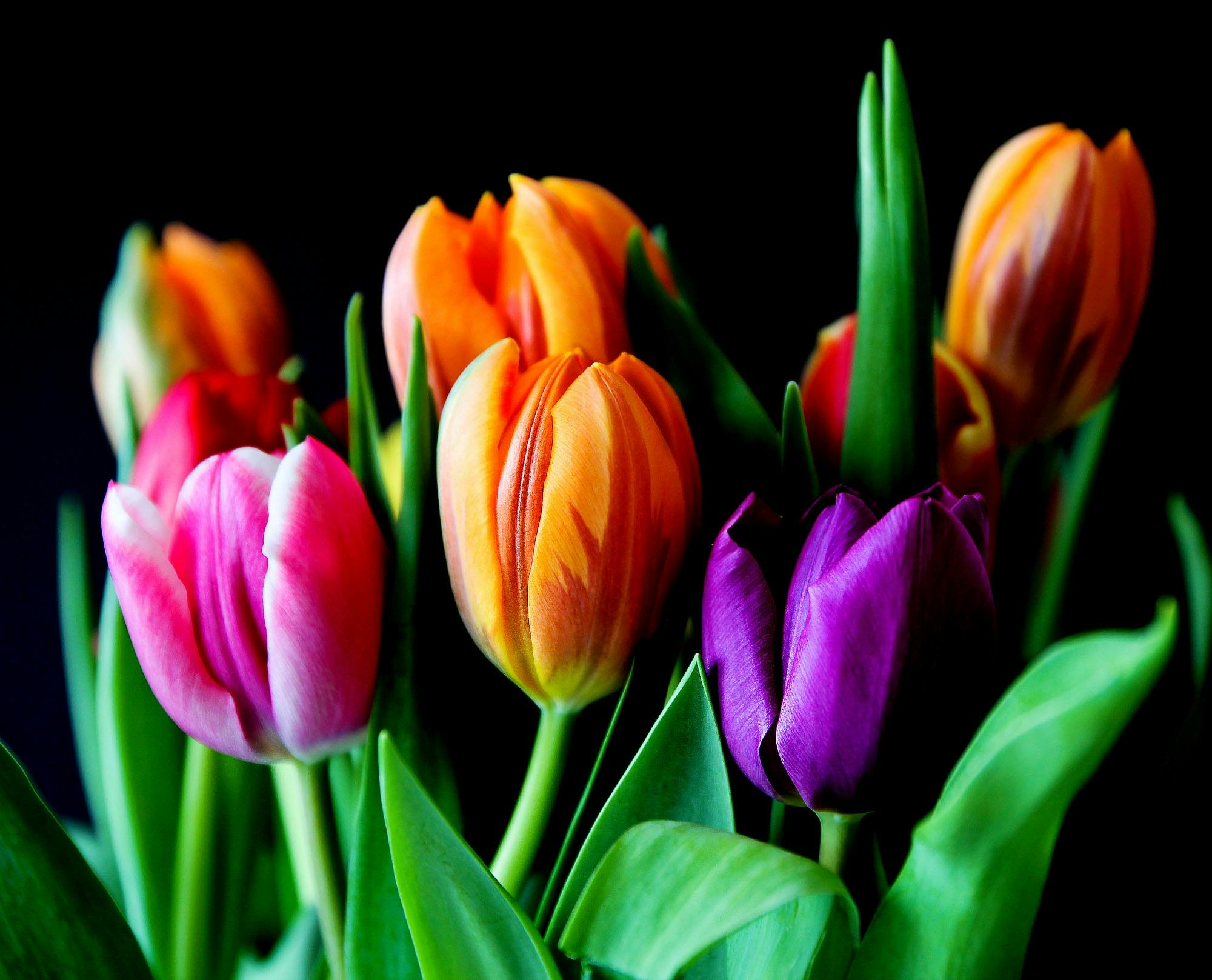 Tulips Photo, Download The BEST Free