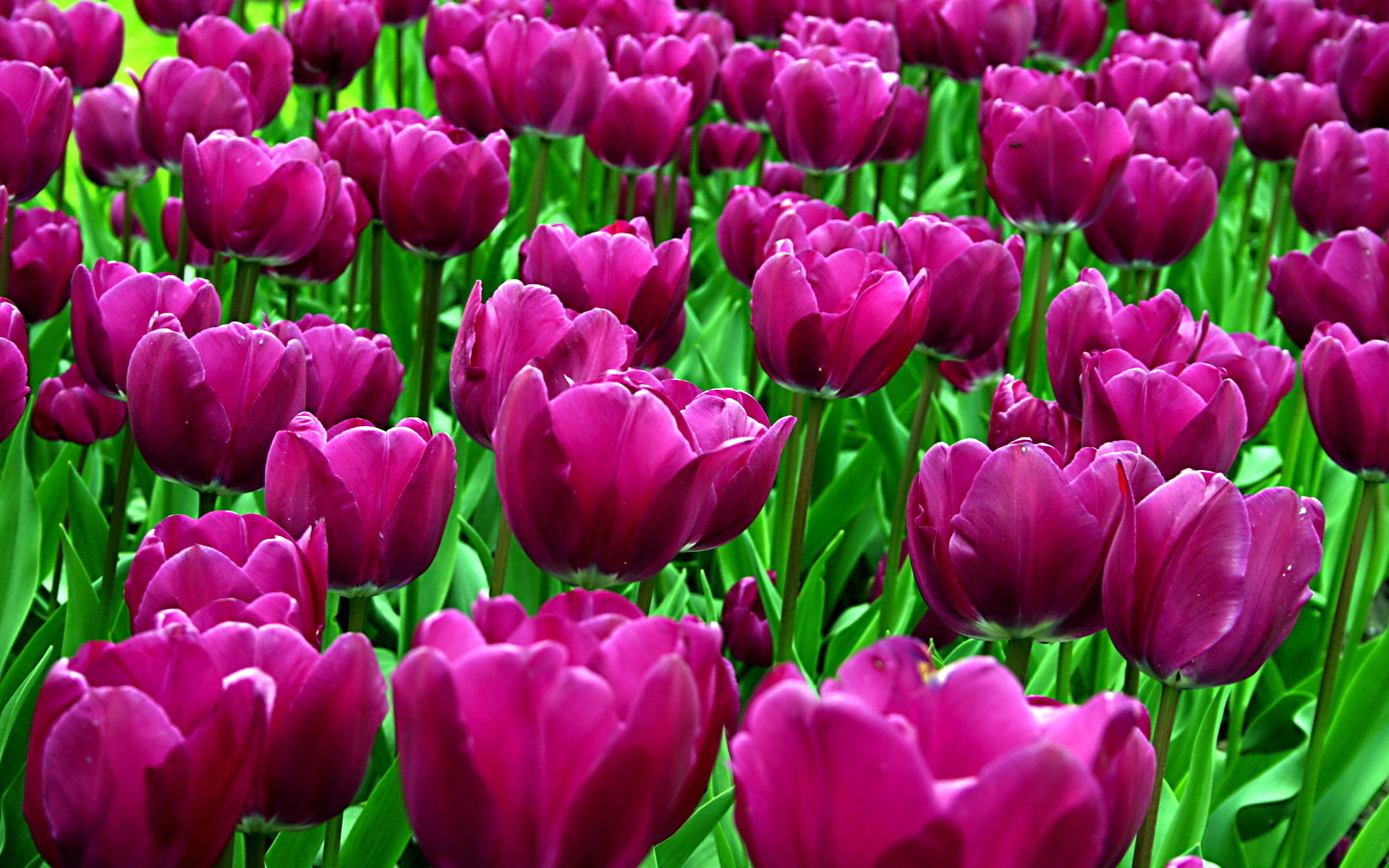purple tulips