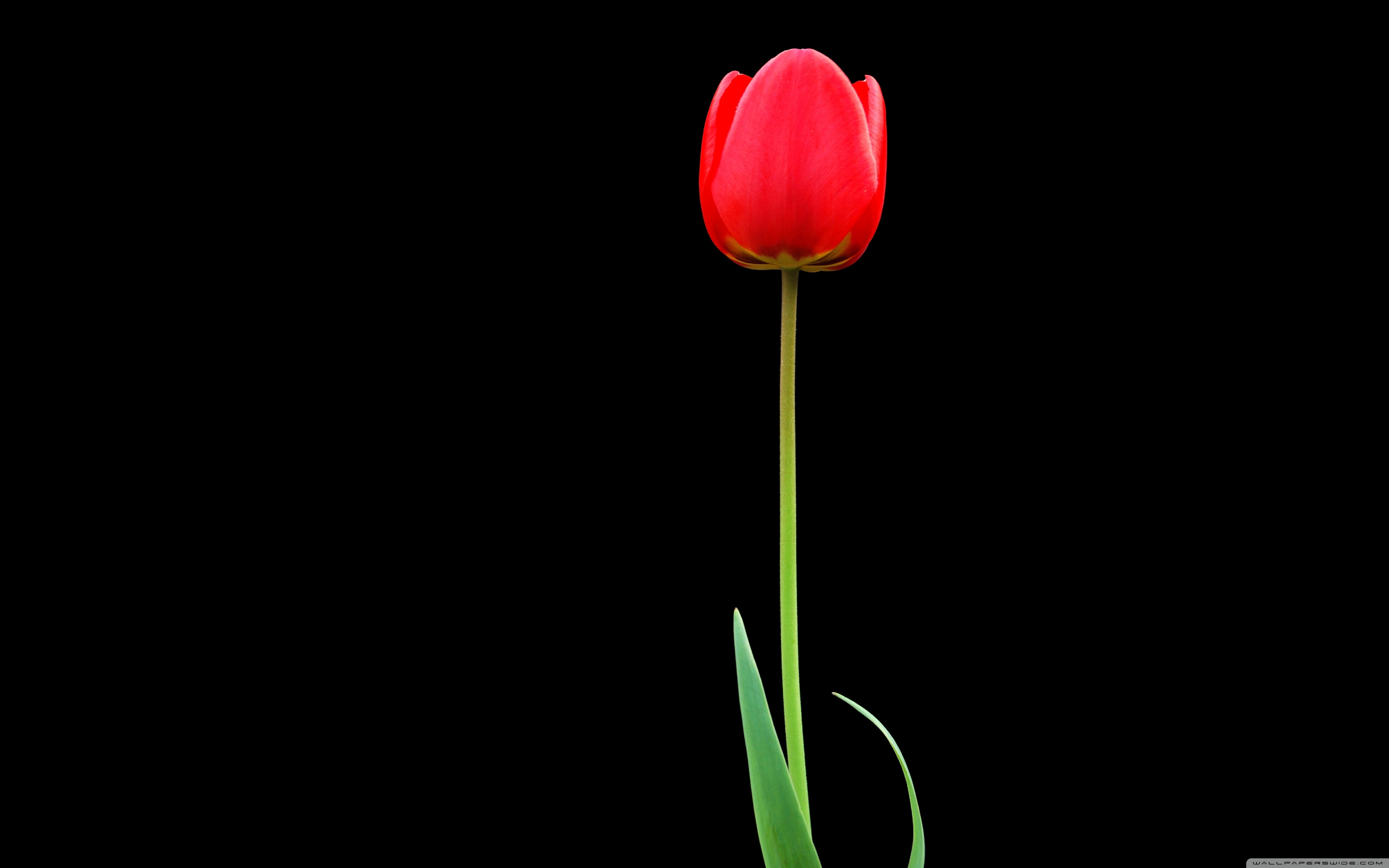 Tulip Ultra HD Desktop Background