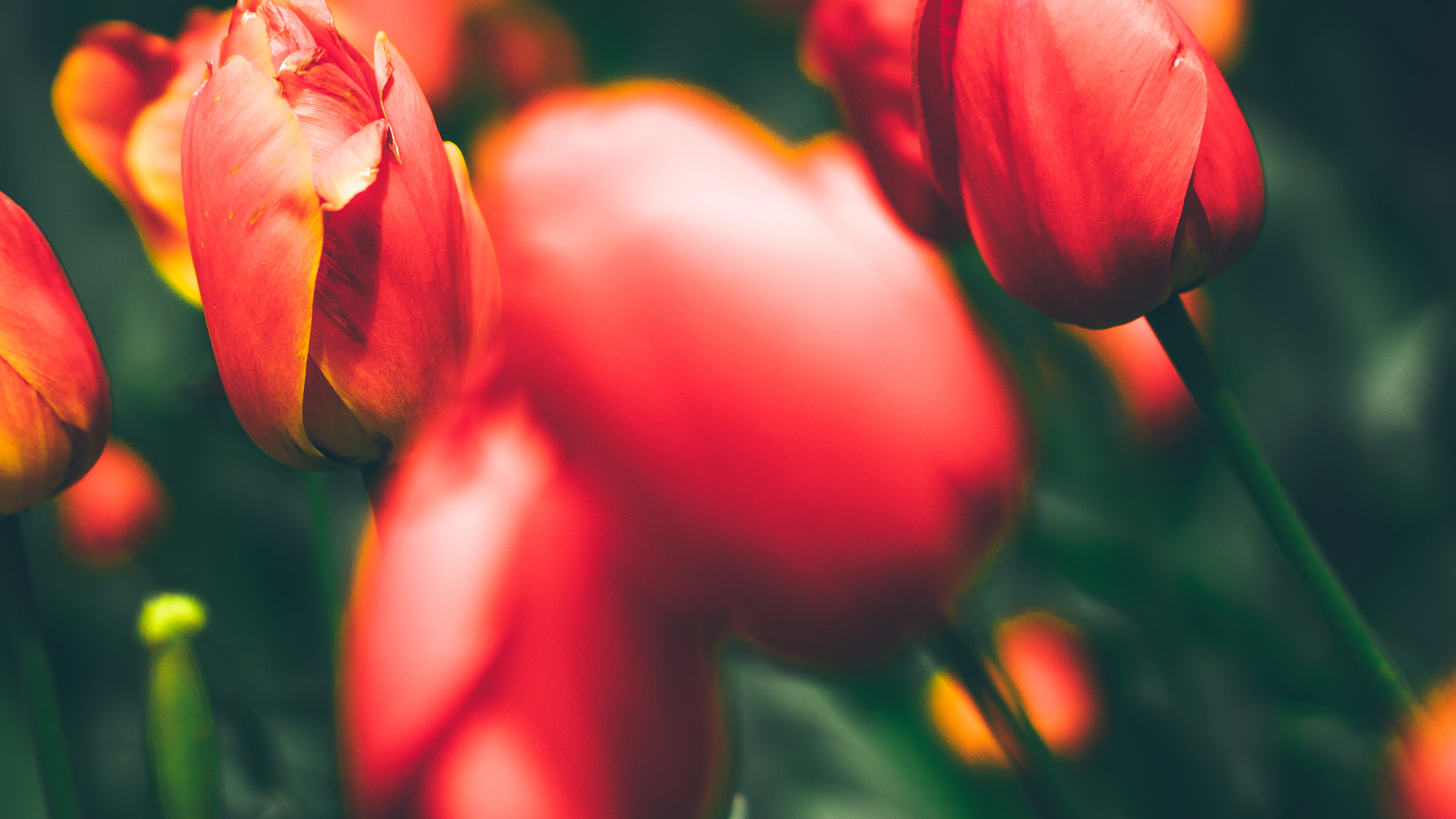 Tulips Red Flower Nature Spring