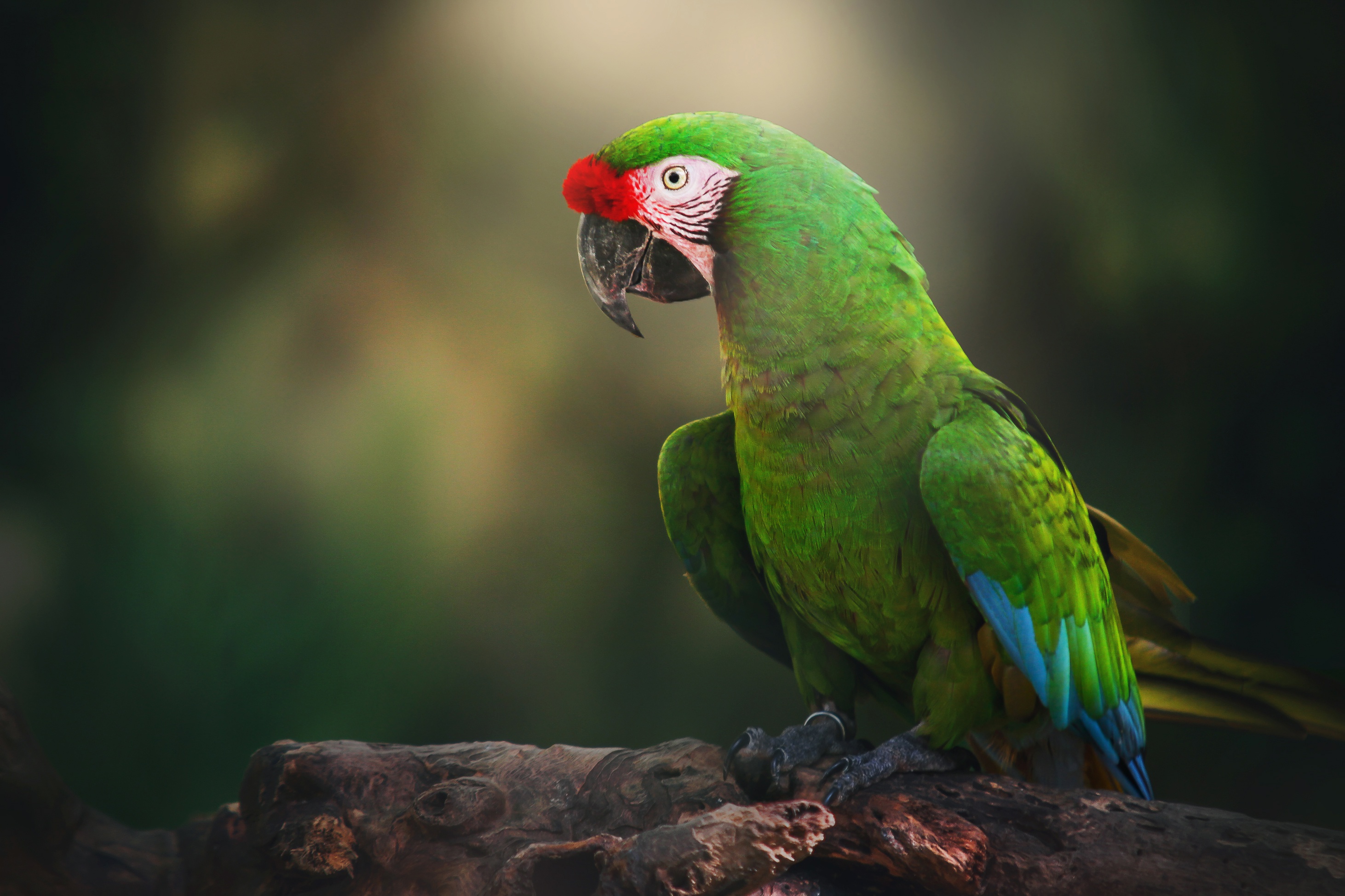 Download Blur Bird Parrot Animal