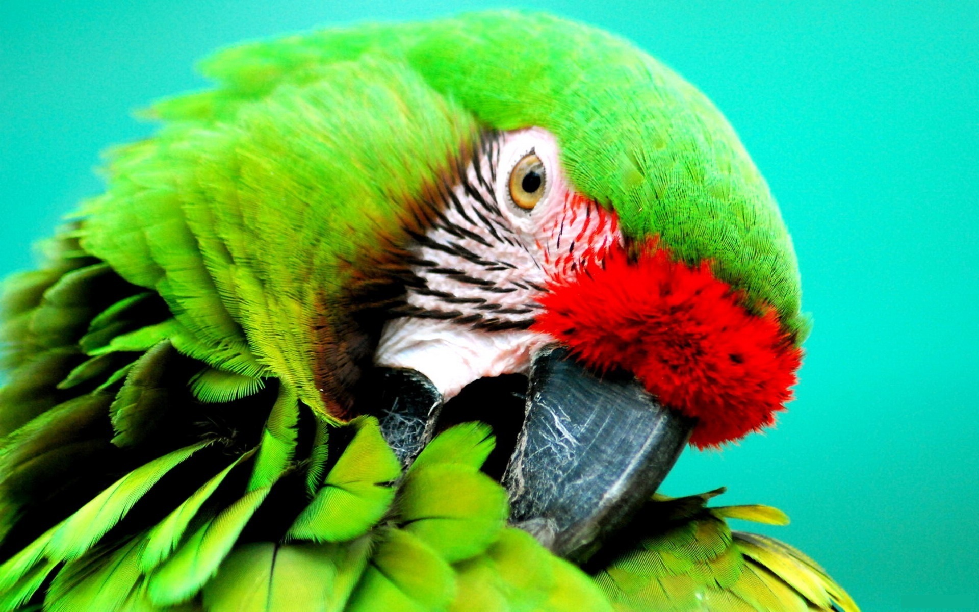 Animal Military Macaw HD Wallpaper