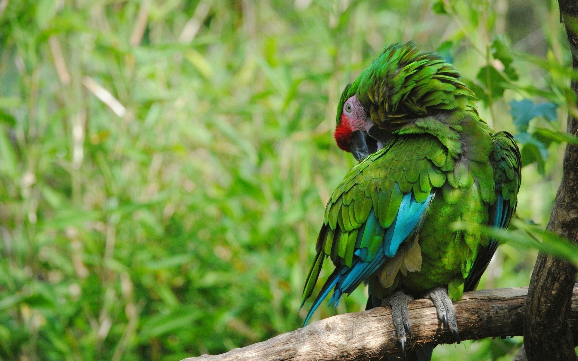 Bird Animal Military Macaw HD Wallpaper