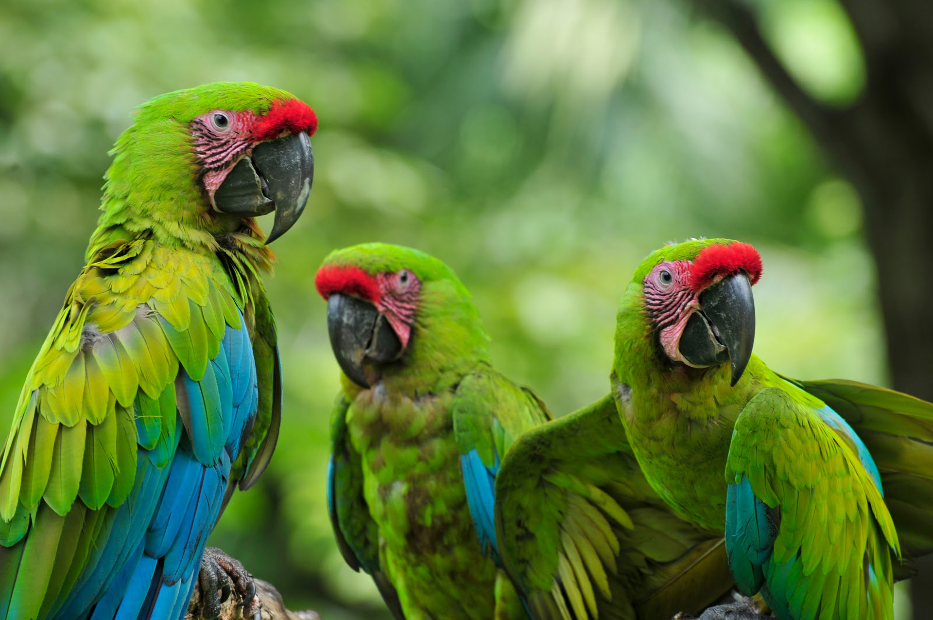 Military Macaw (Ara militaris)