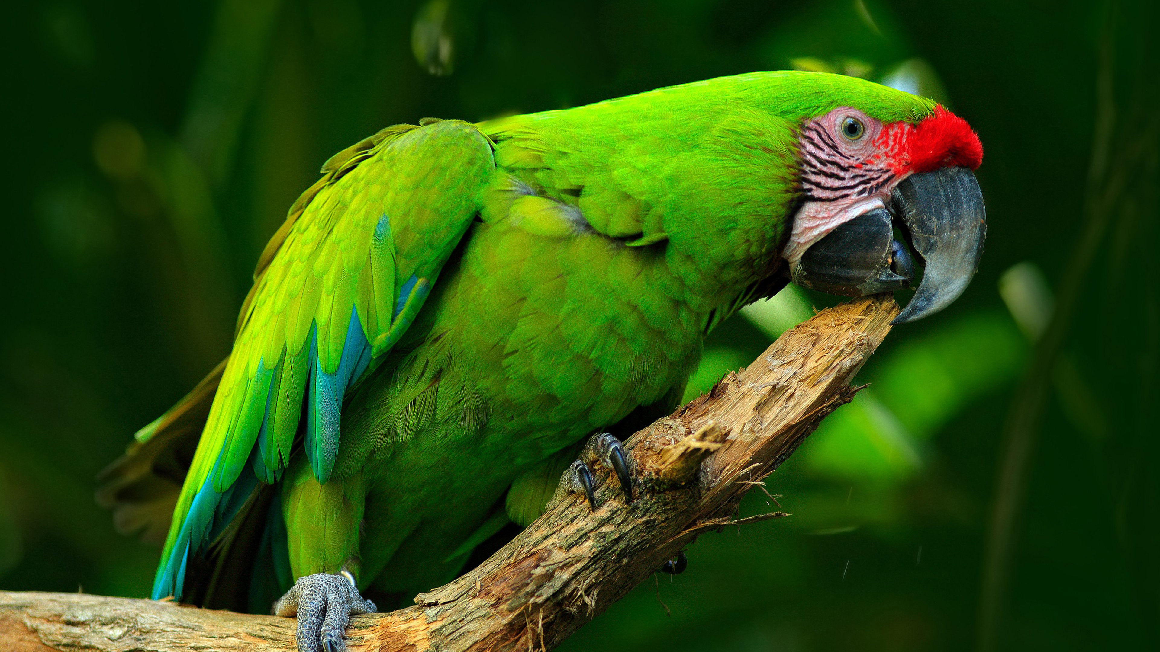 Military Macaw Widescreen Wallpaper