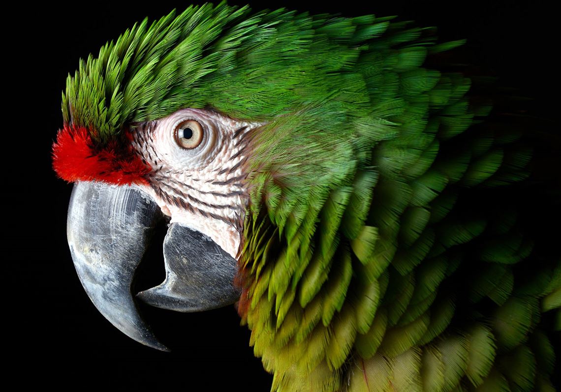 Let's talk about birds: military macaw