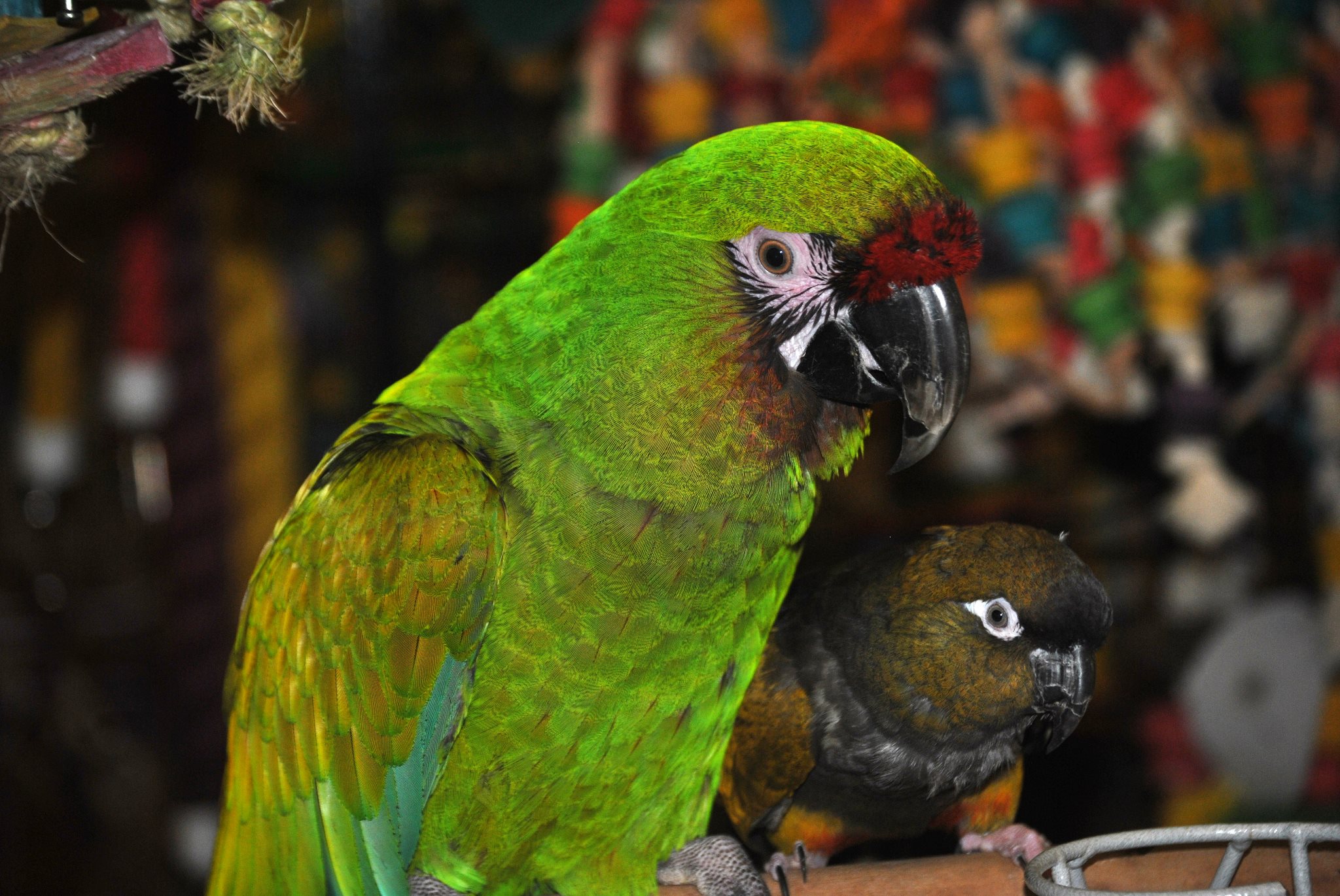 Animal Military Macaw HD Wallpaper
