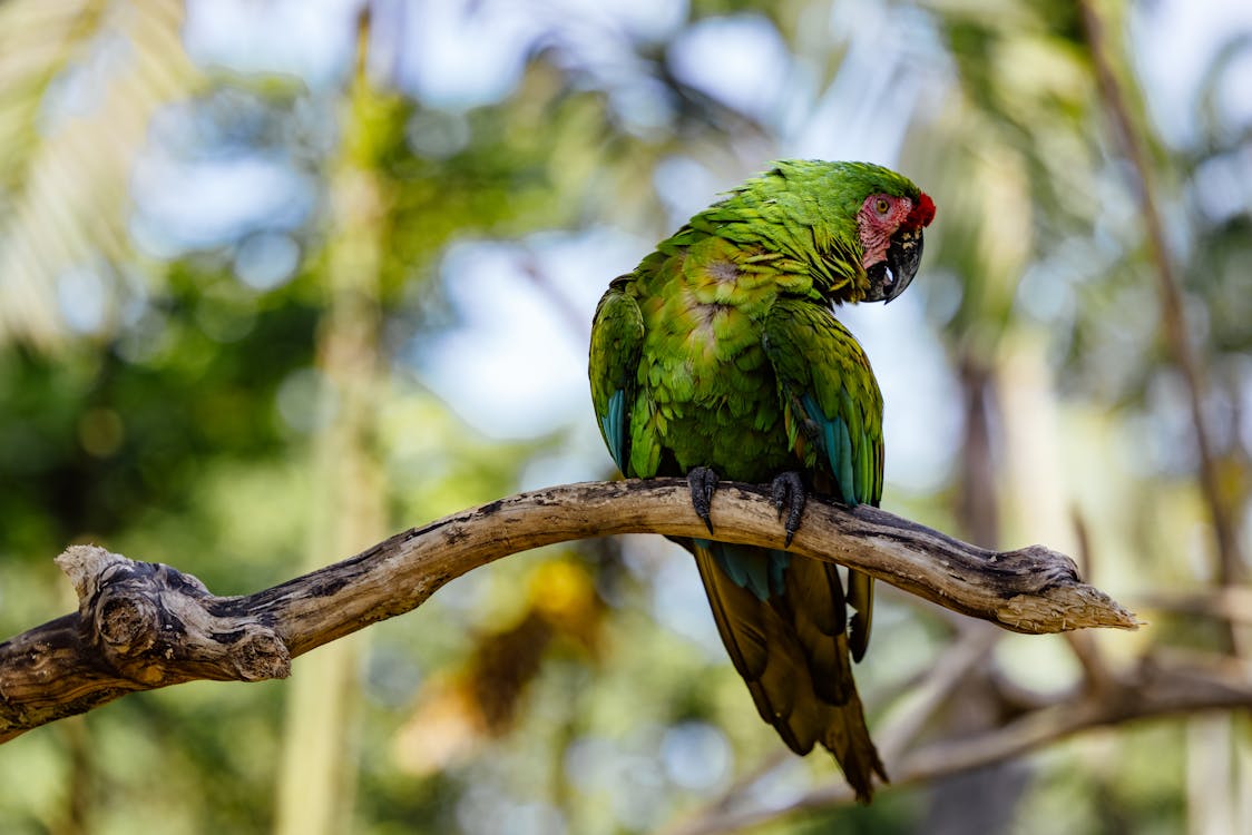 A Military Macaw Bird · Free