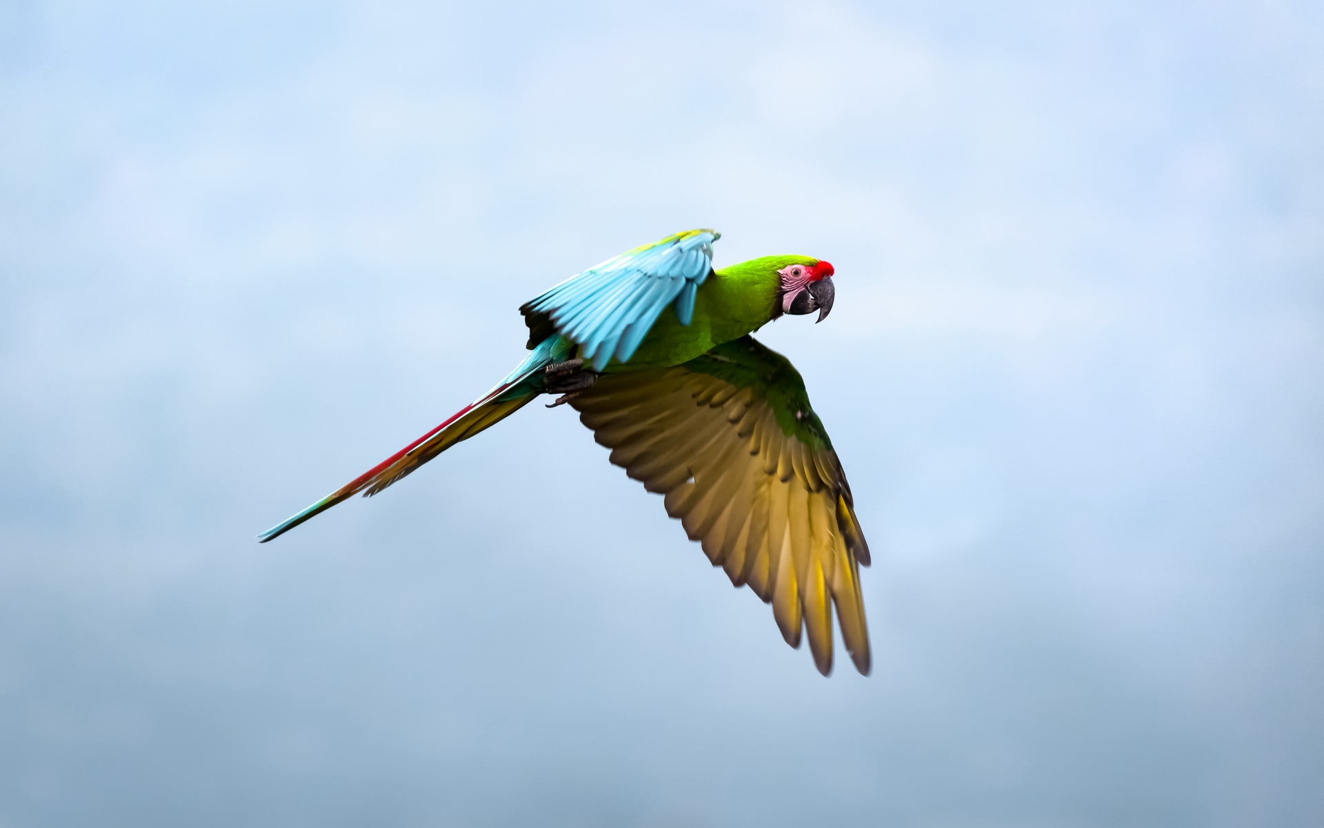 Animal Military Macaw HD Wallpaper