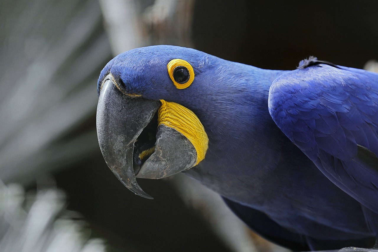 Macaw Hyacinth & Macaw Image